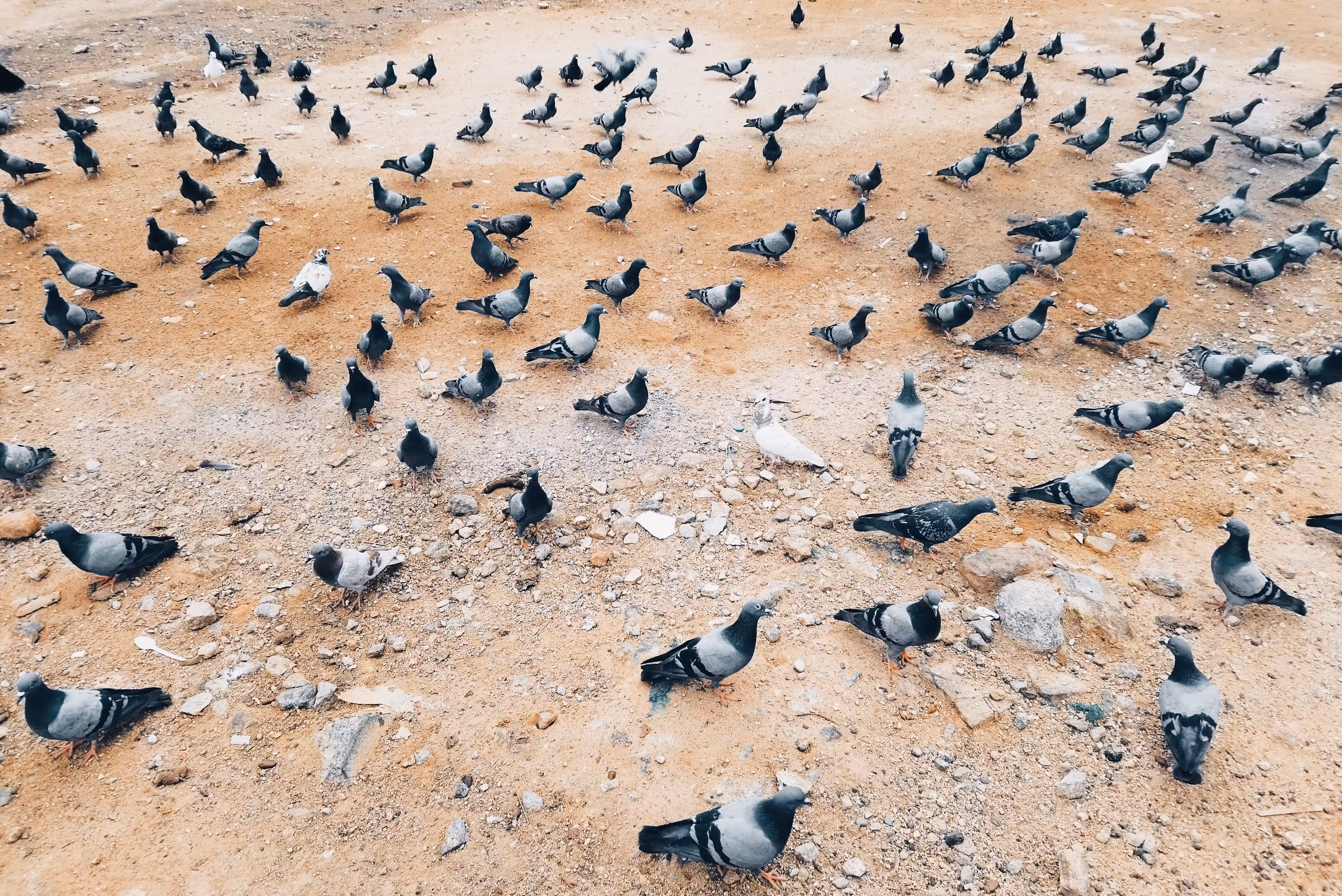 The Grounded & Scattered Flock 