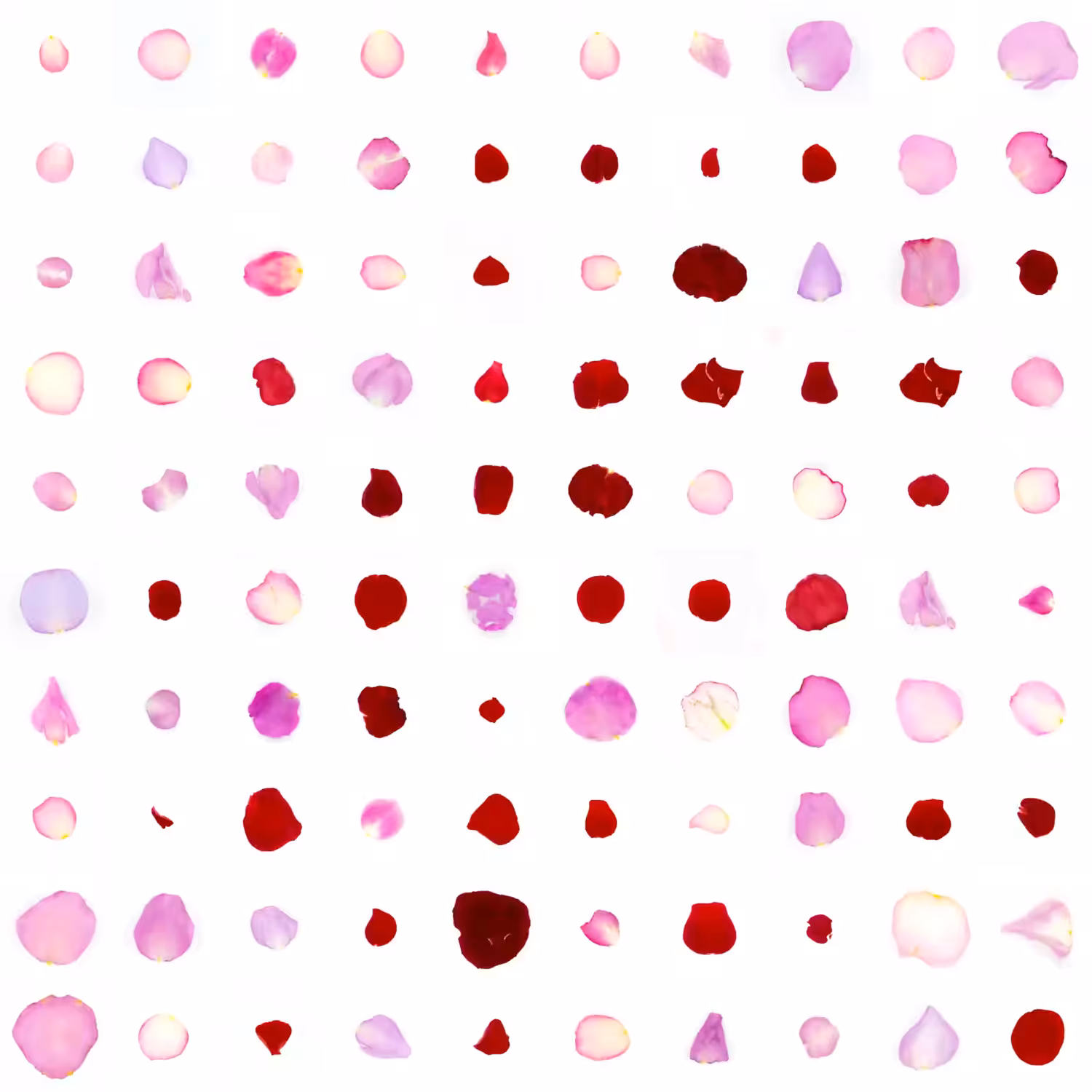 Infinite Petals 10x10#633