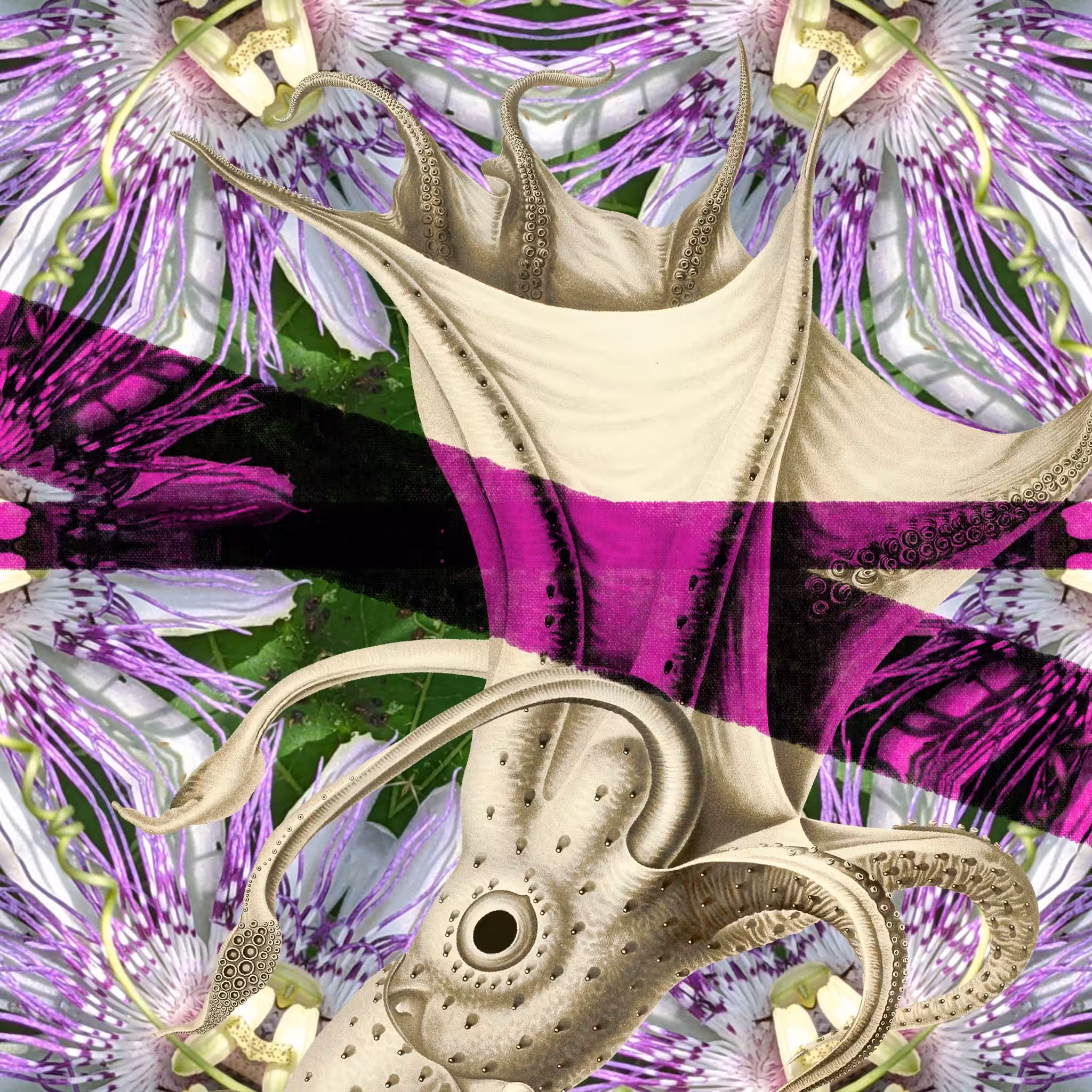 Squidpop, 522.