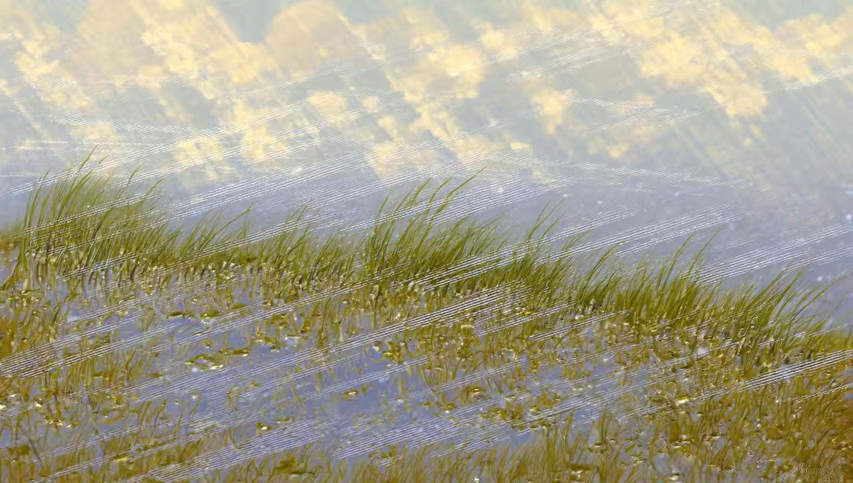 Spring impressionism (2)