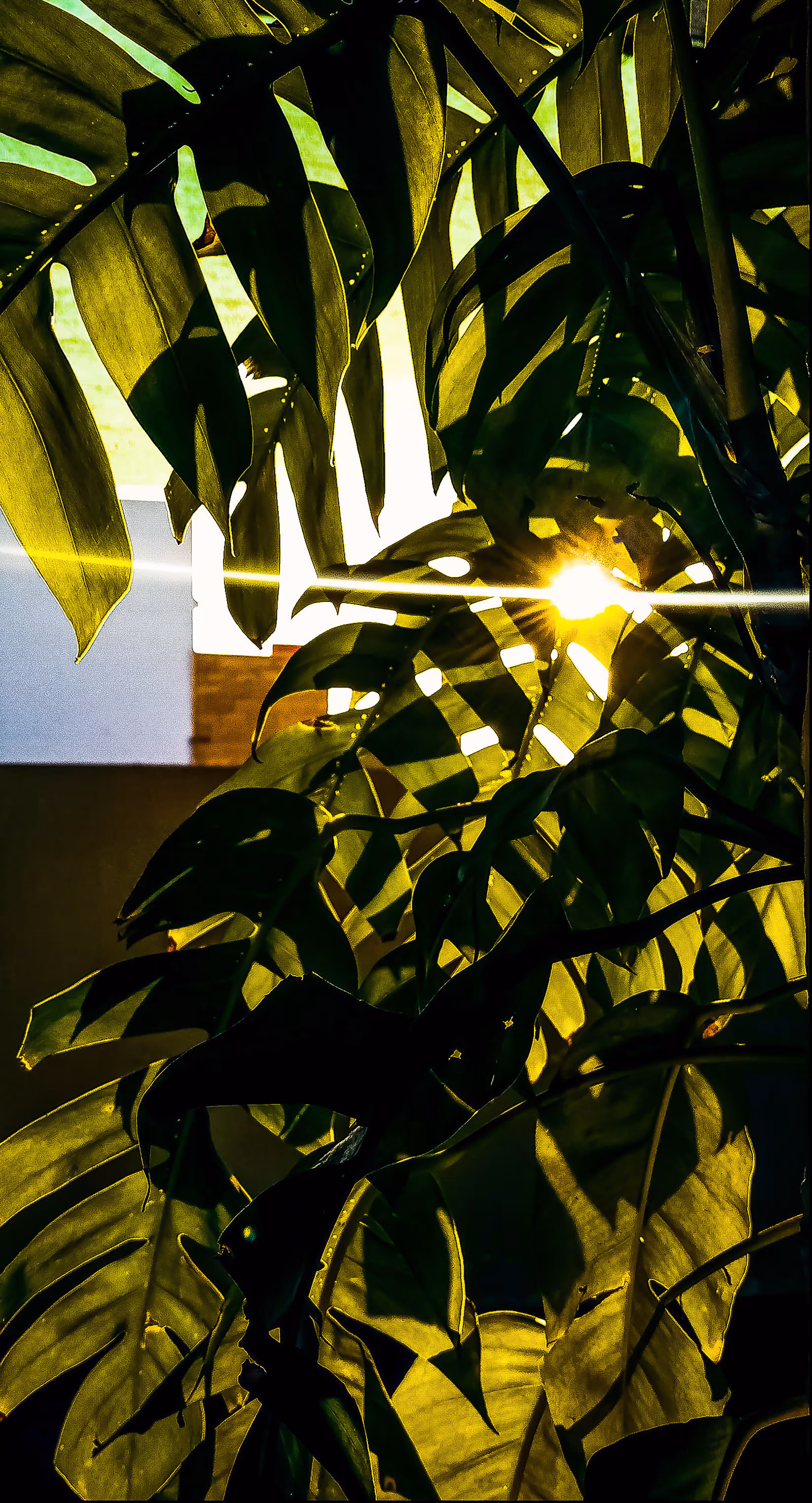 Photosynthesis