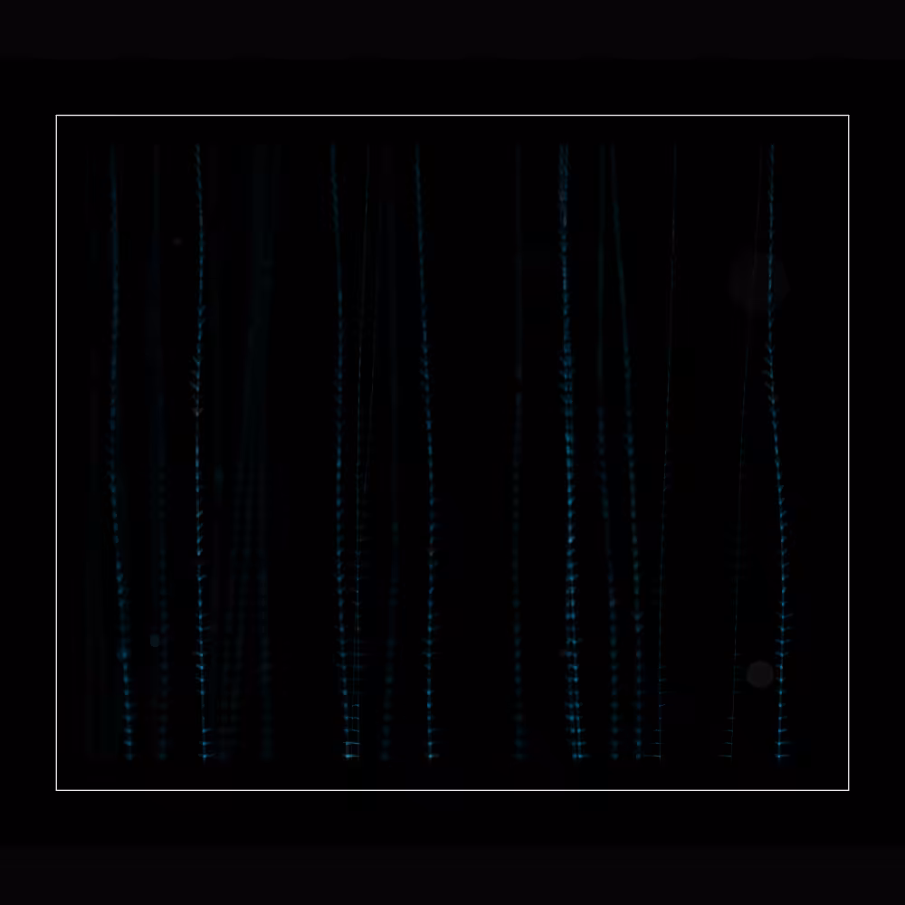 DigiRoots #12