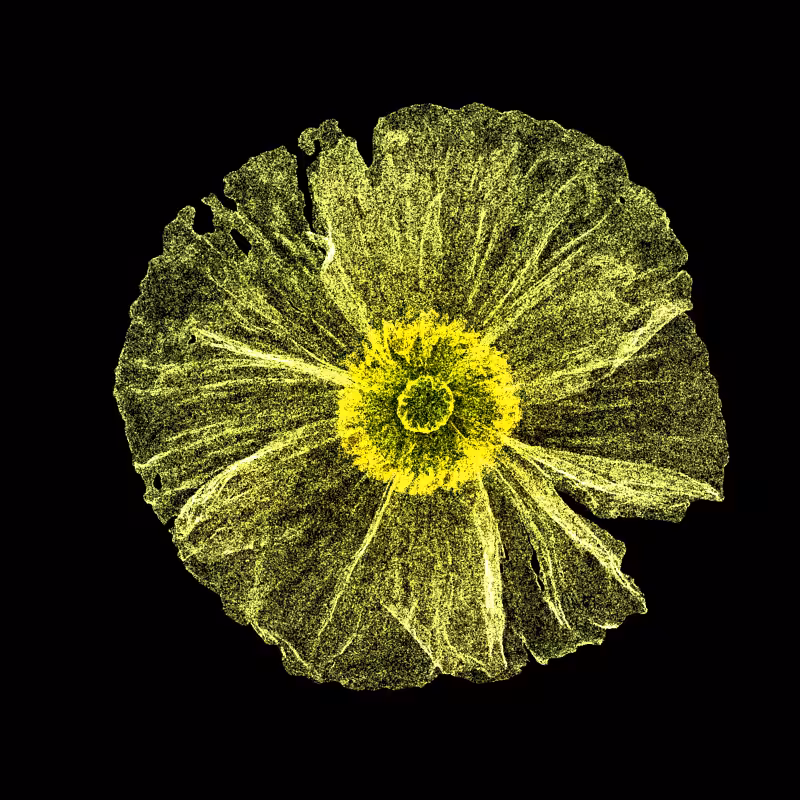 White Poppy 30 #169