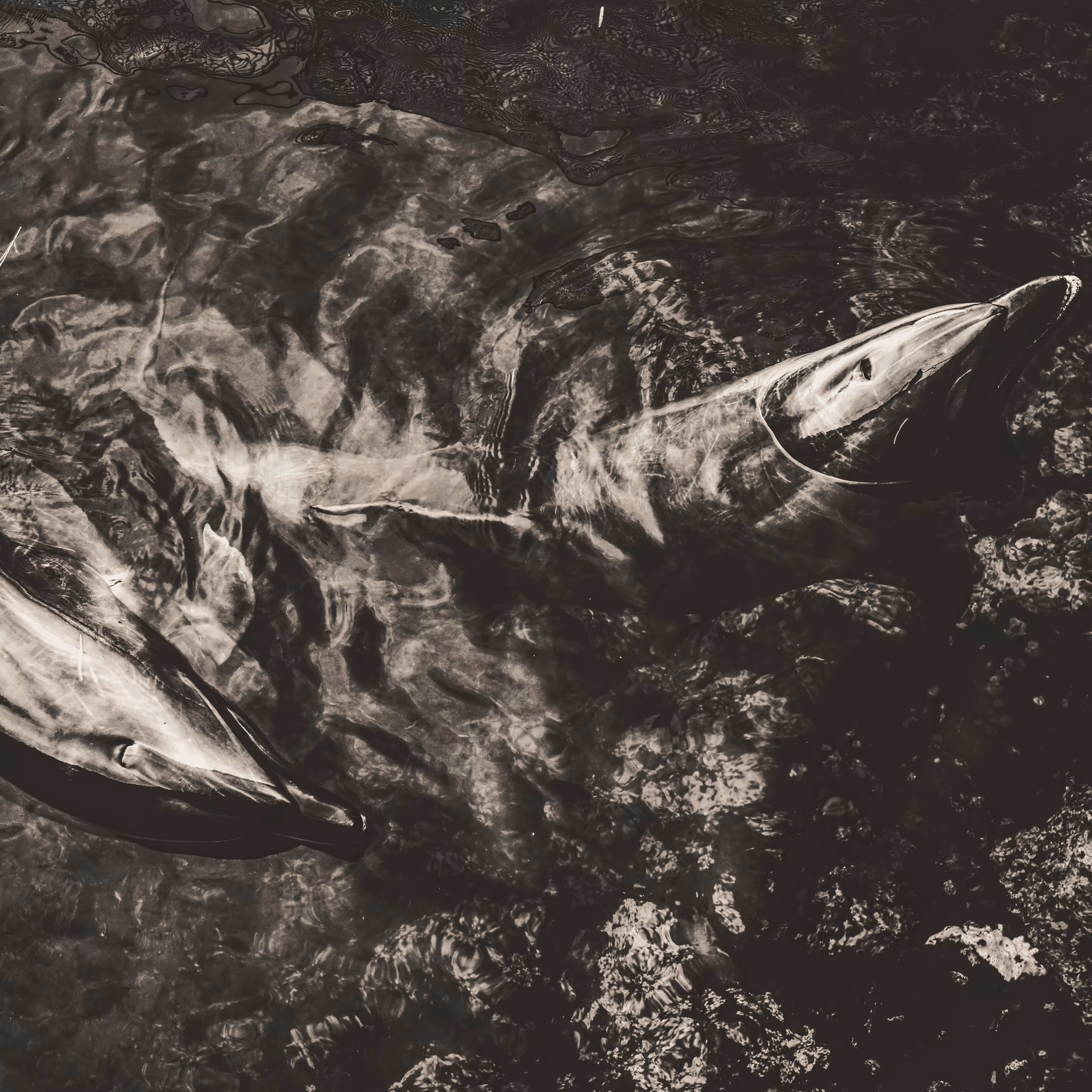Longing for the Material World "Dolphin" #2 / 4