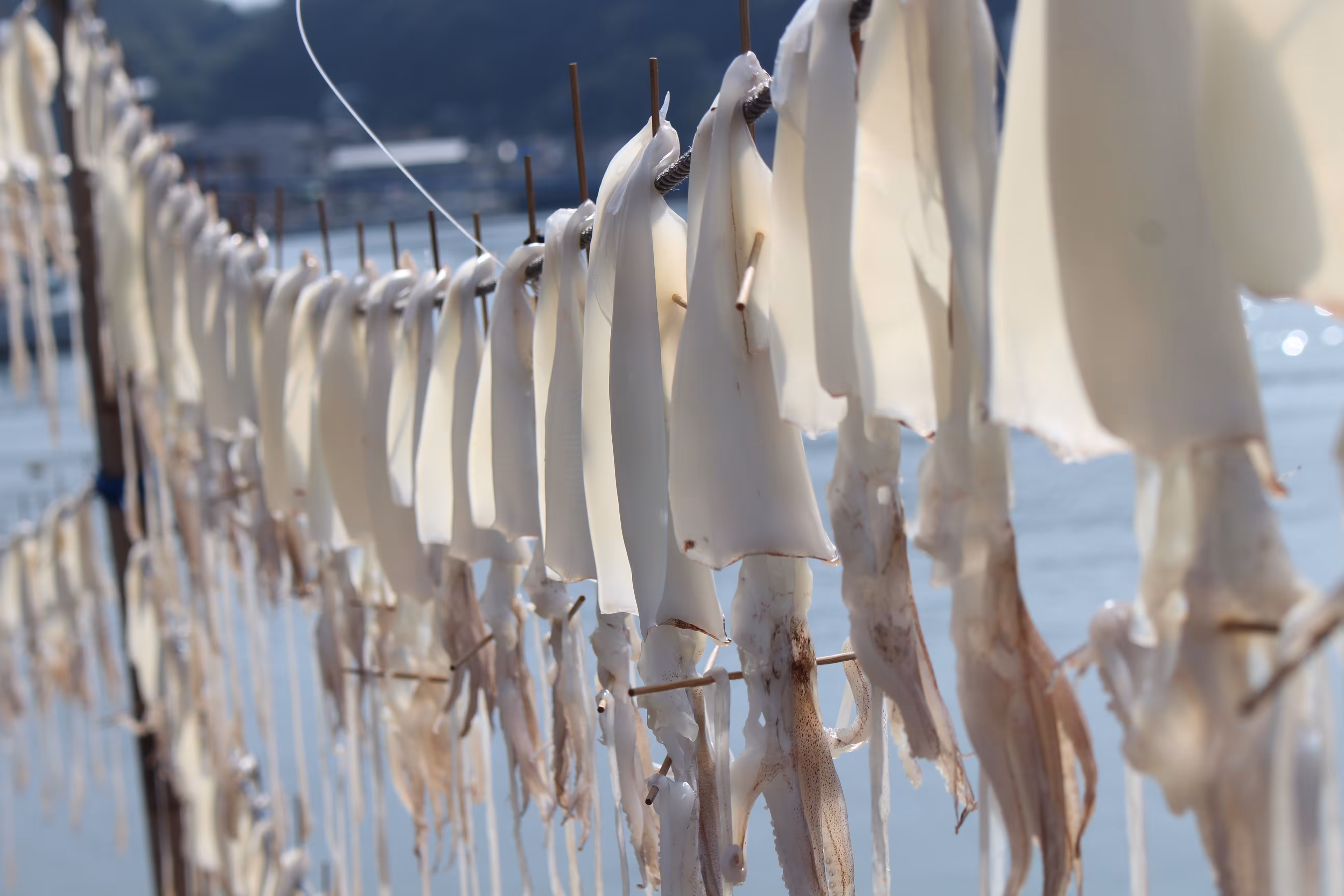 dried squid