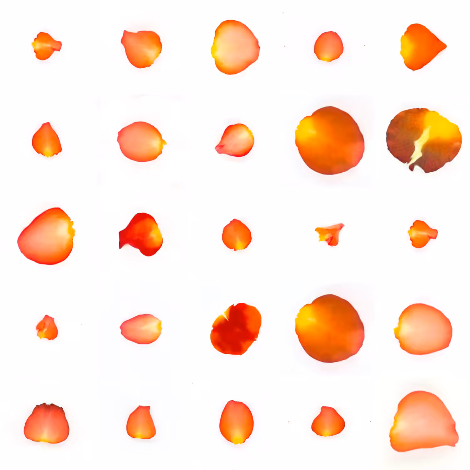 Infinite Petals 5x5#1419