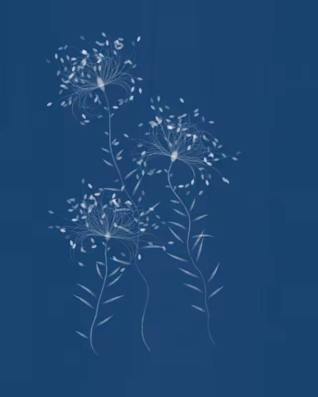 Cyanotypes #143