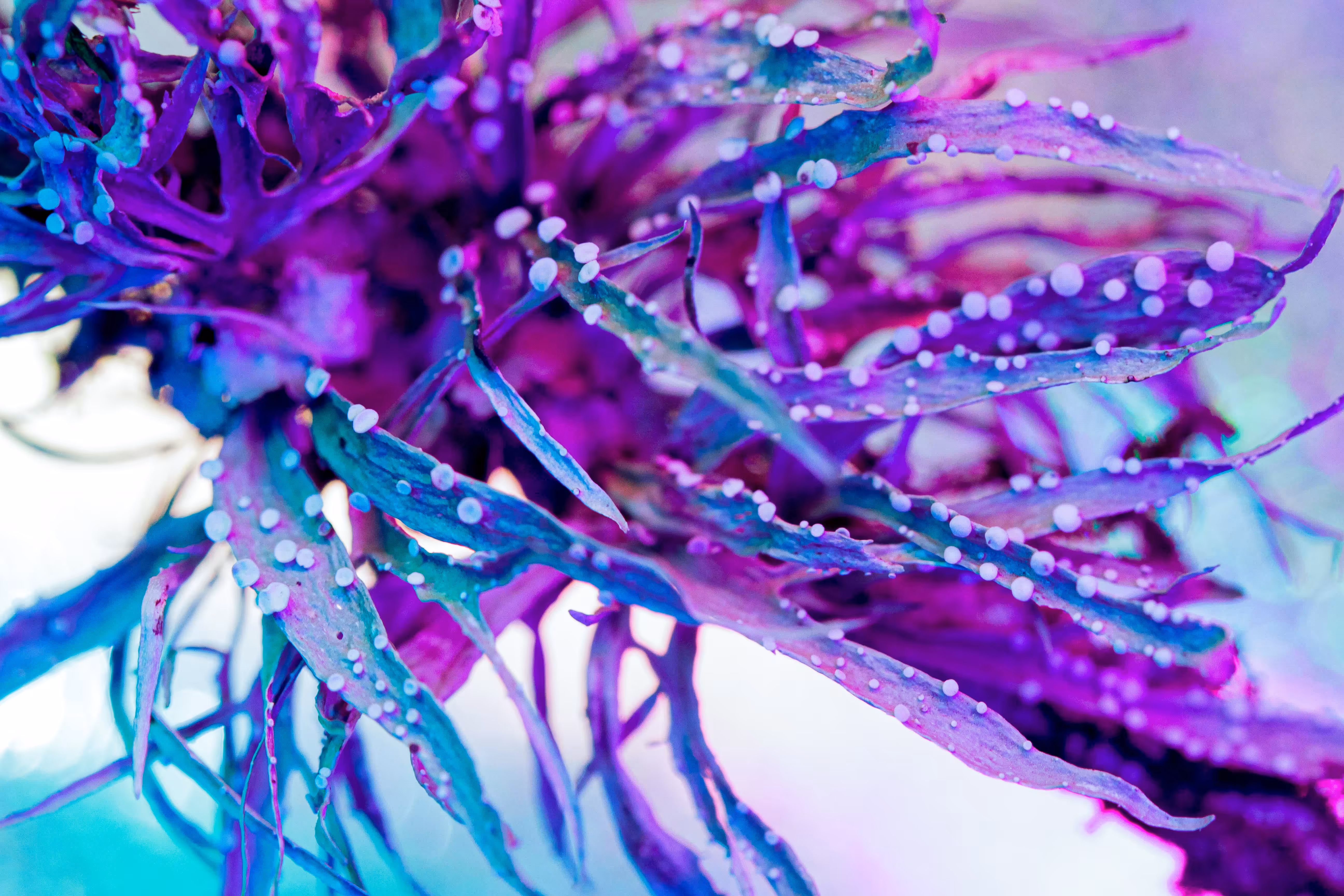 Neon Litchen 02