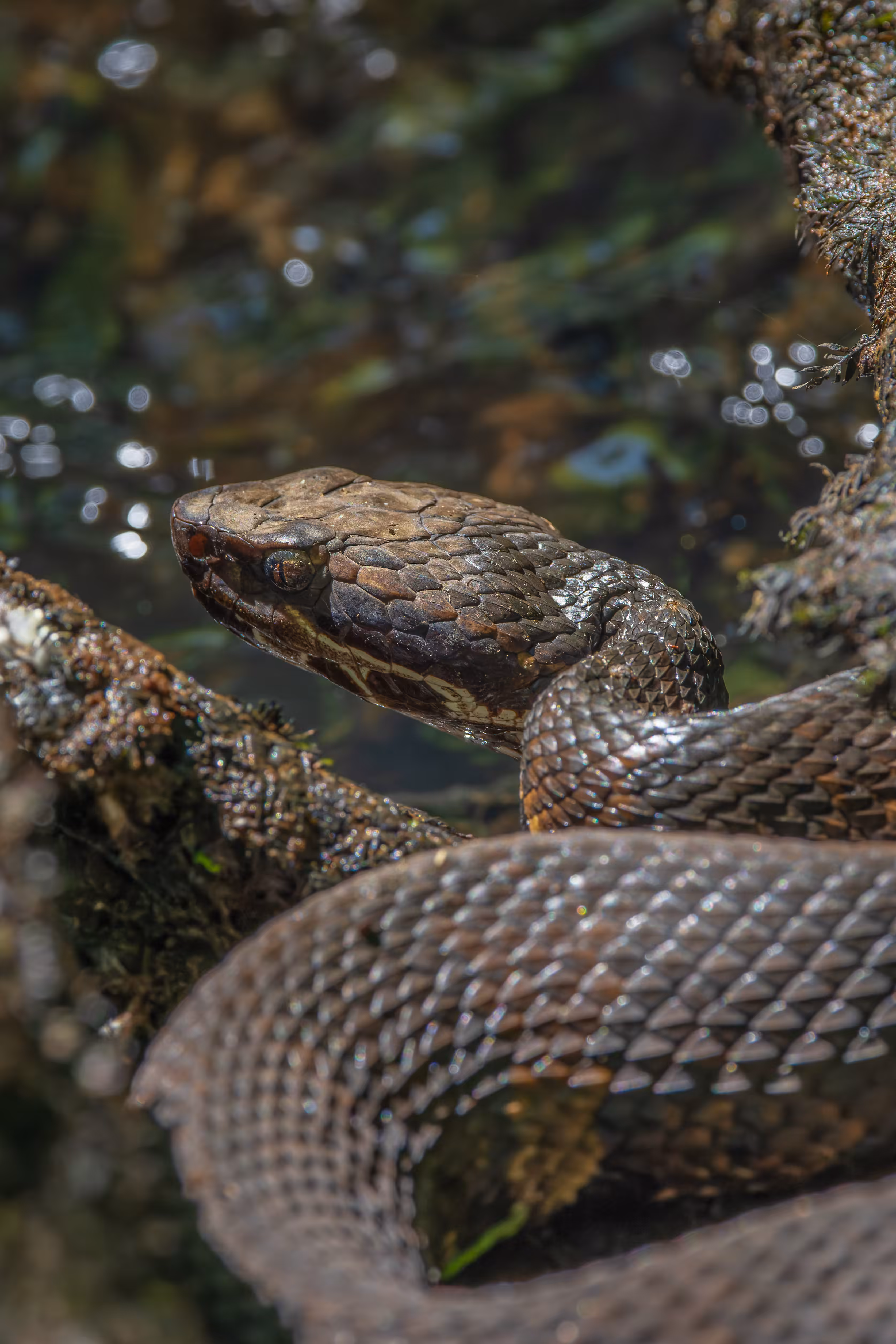 Cottonmouth