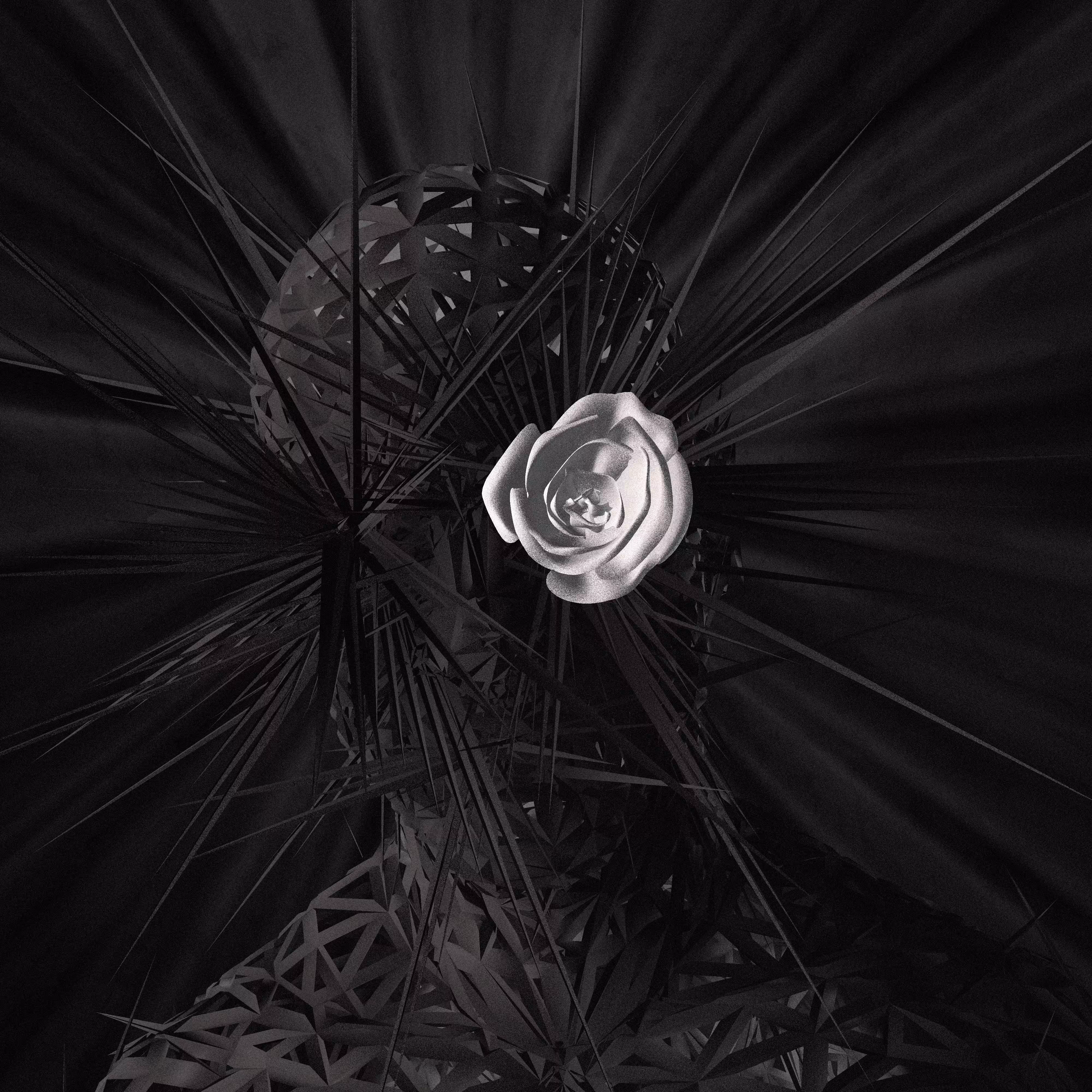 Profile with a white rose
