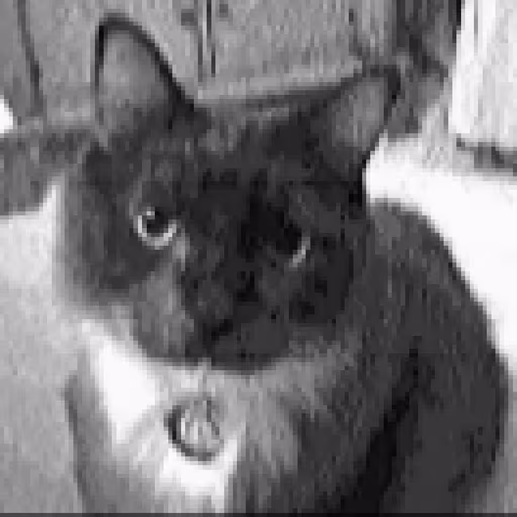 Milo the Cat #2