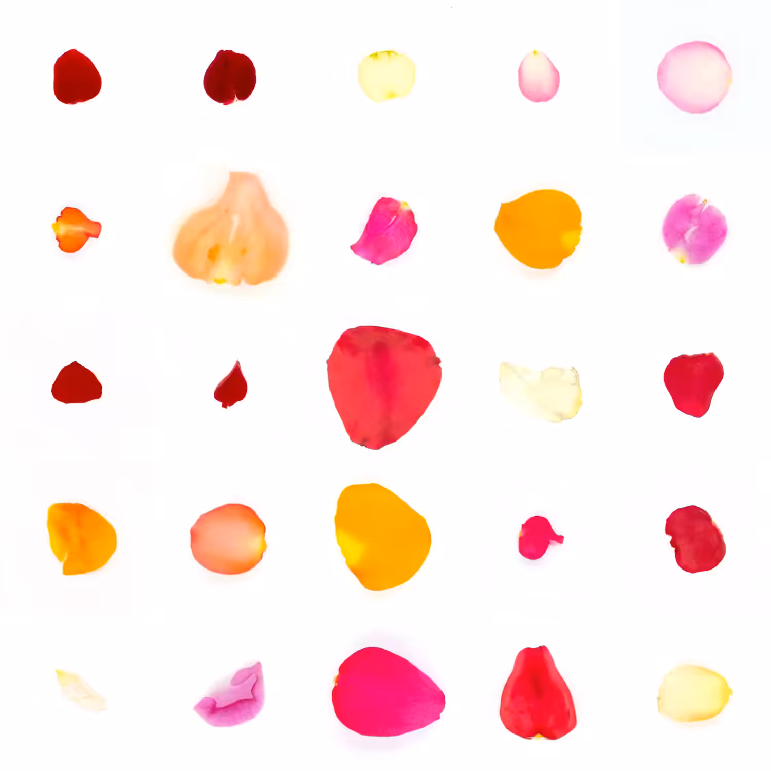 Infinite Petals 5x5#20258