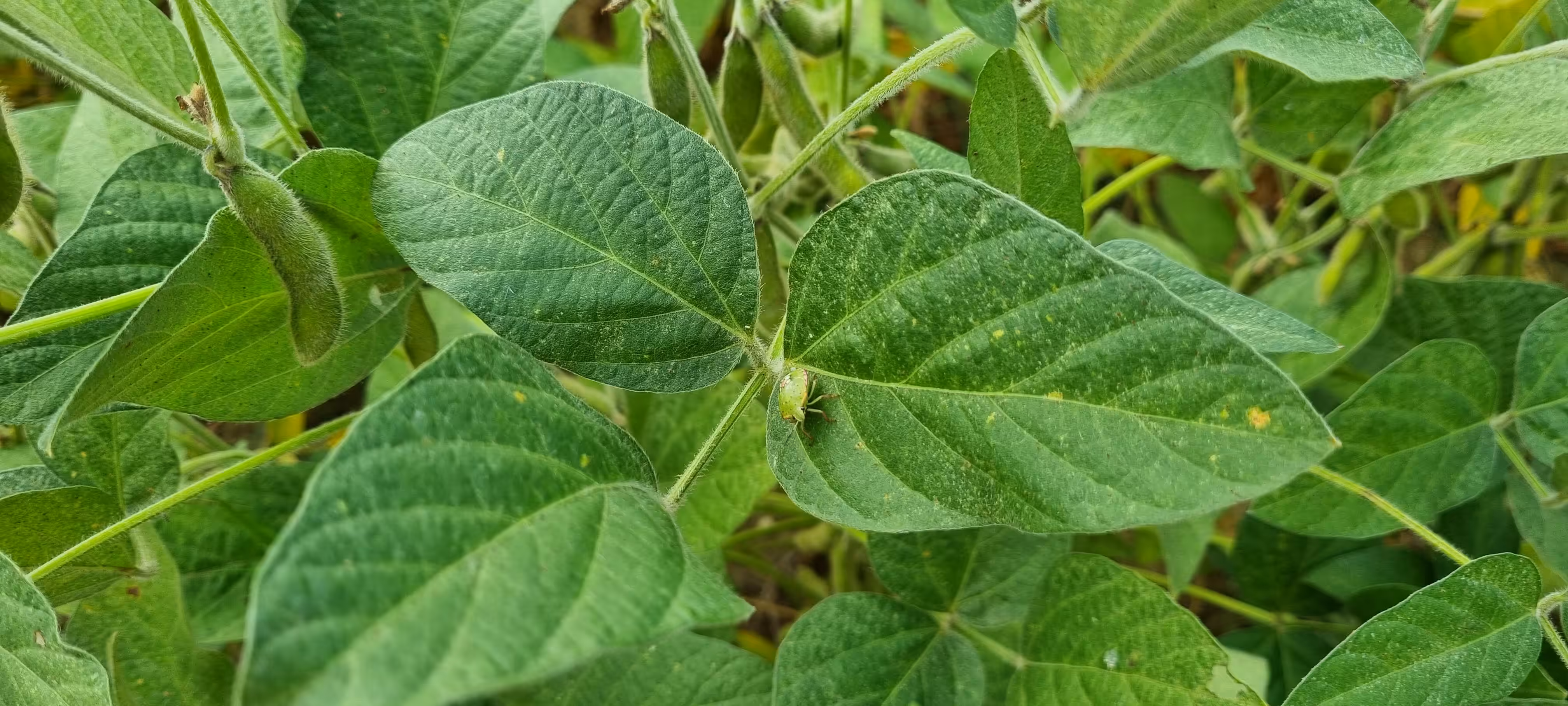 Haricot Bean