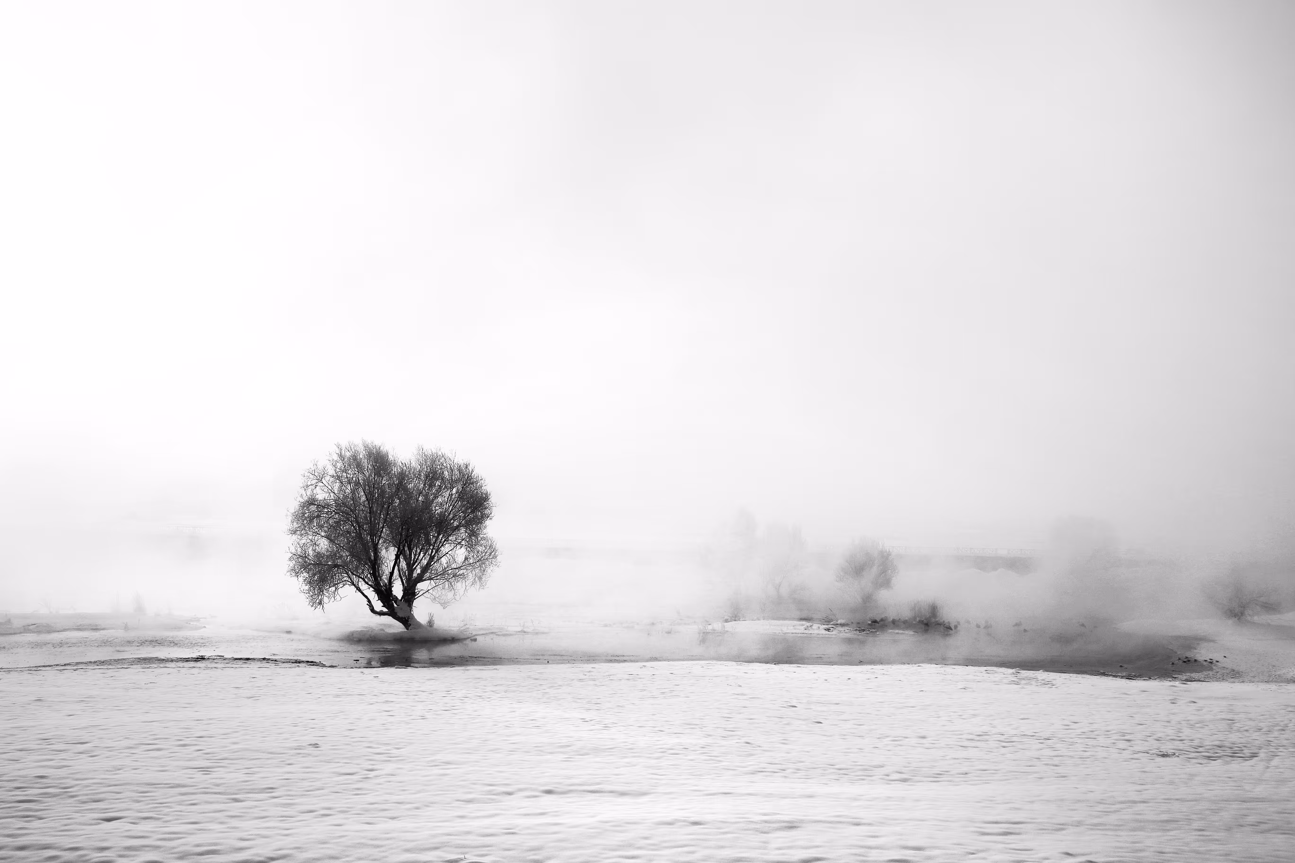 Foggy Morning