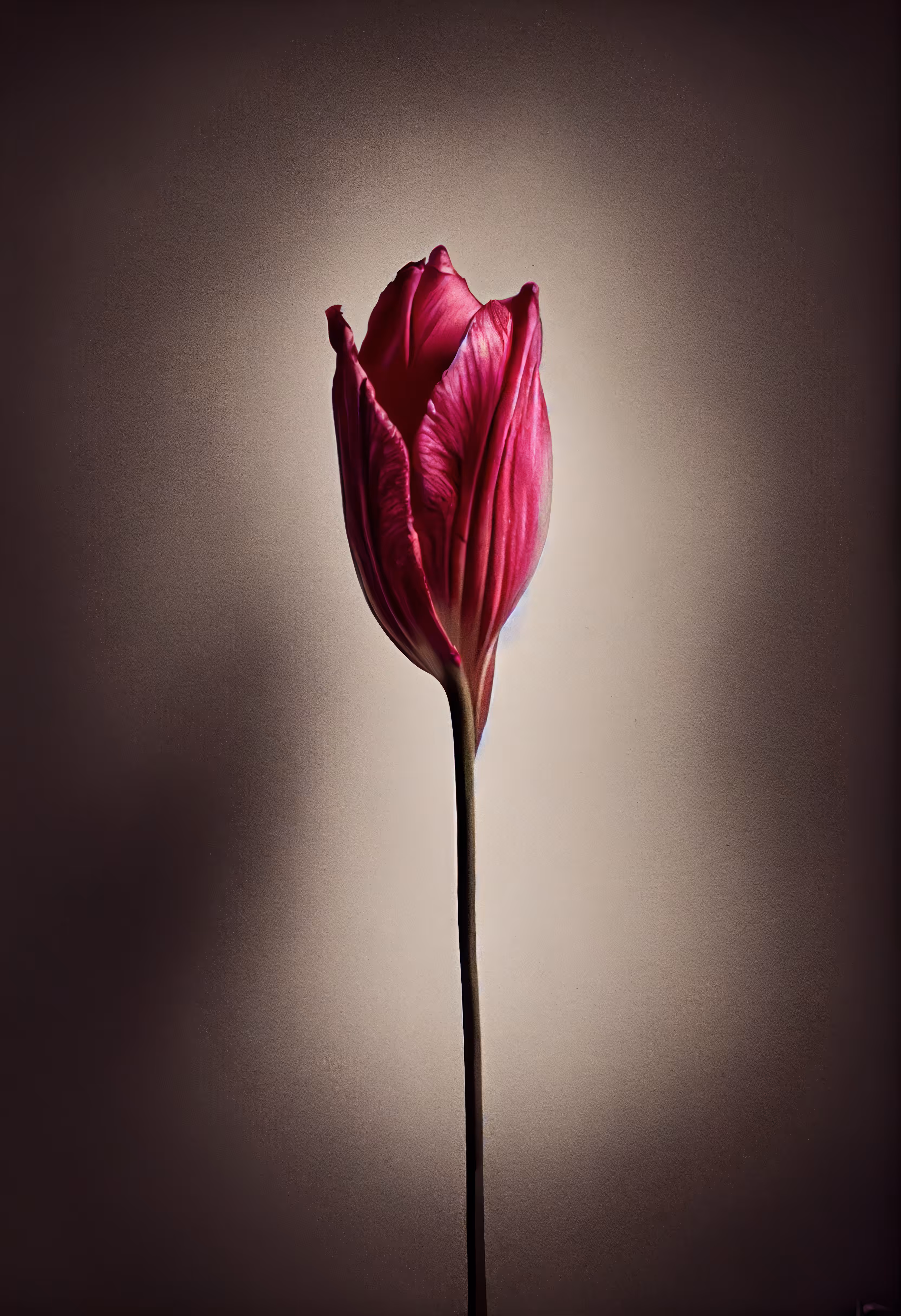A Flower, Just For You. #154