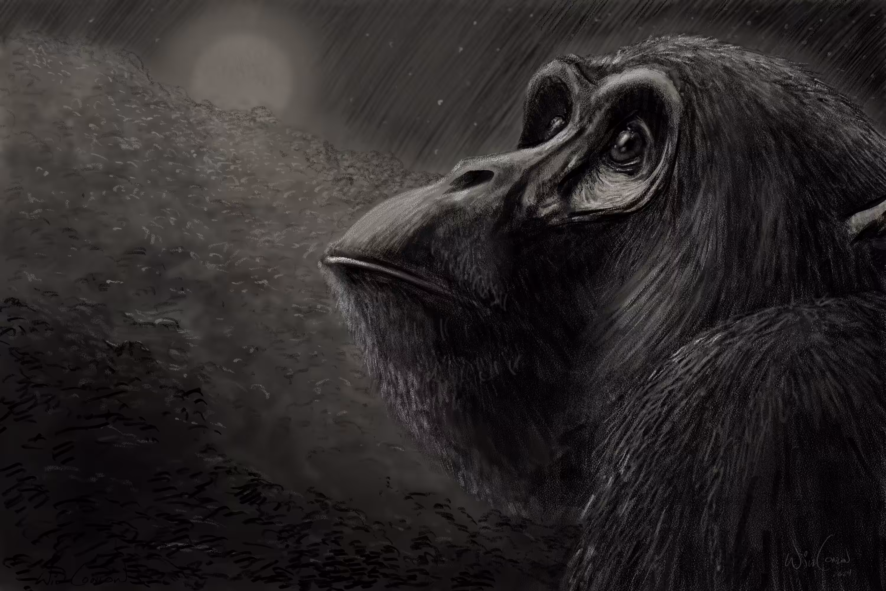 Moonlight Chimp