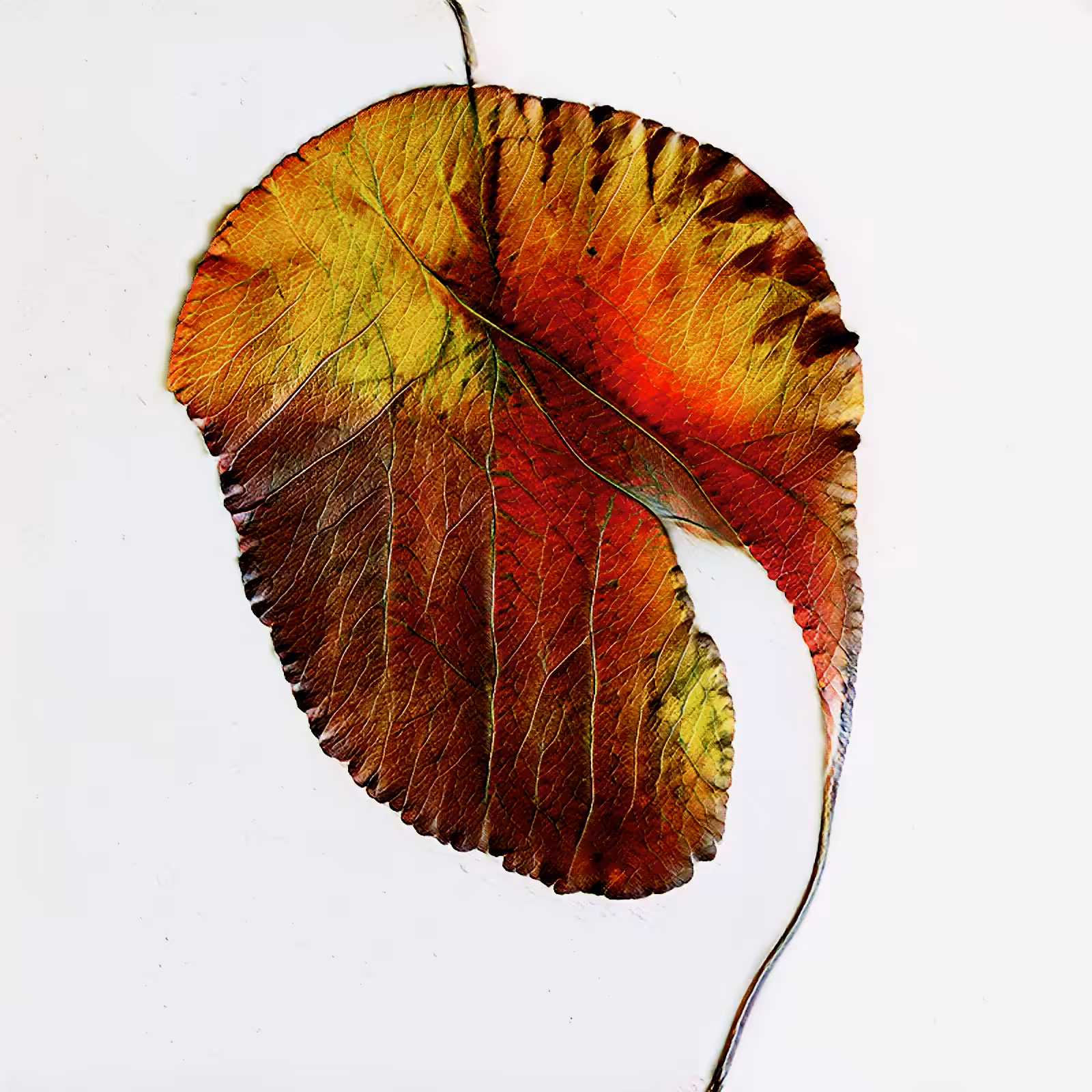 #thisleafDoesNotExist