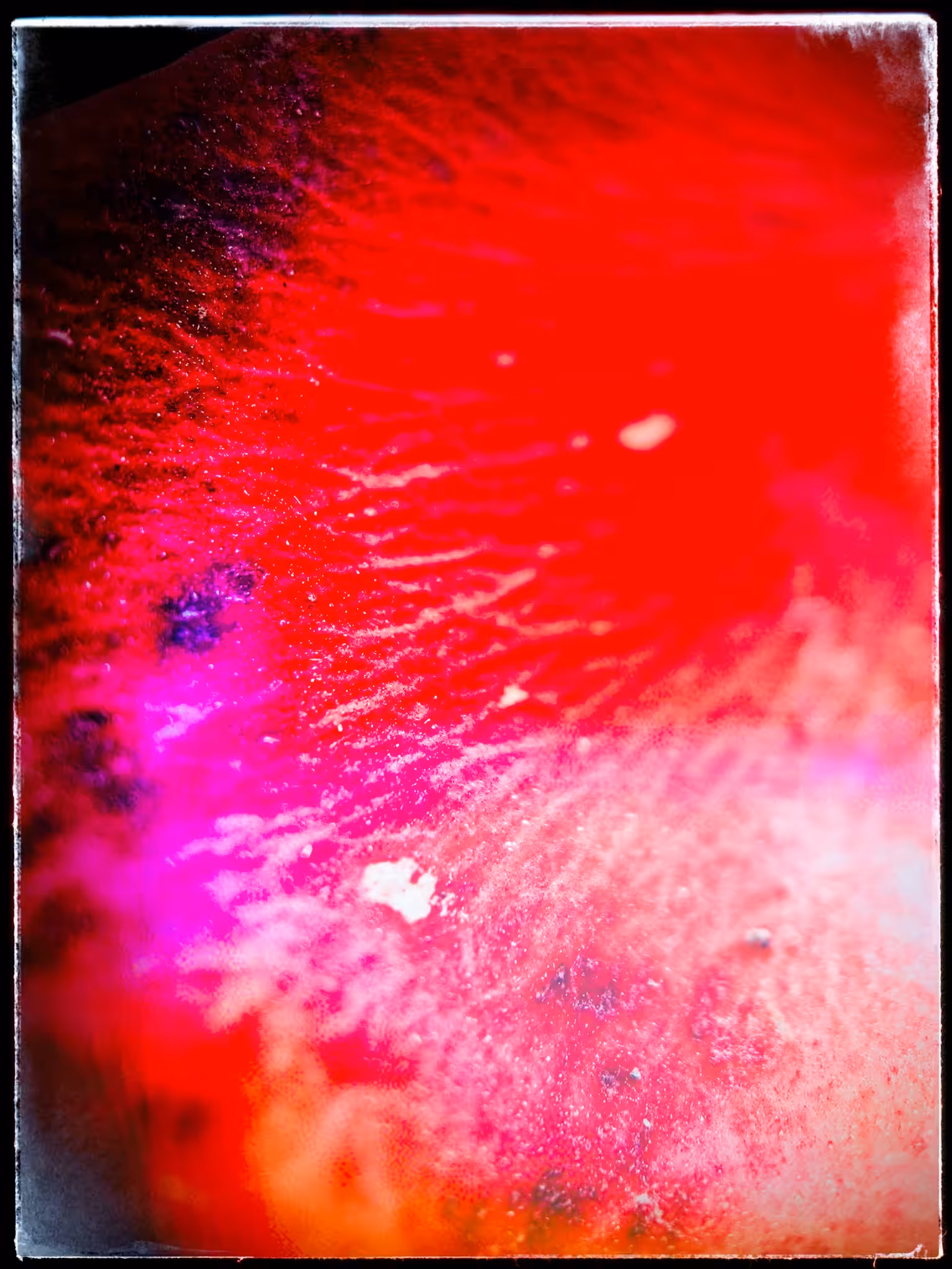 Camellia Petal