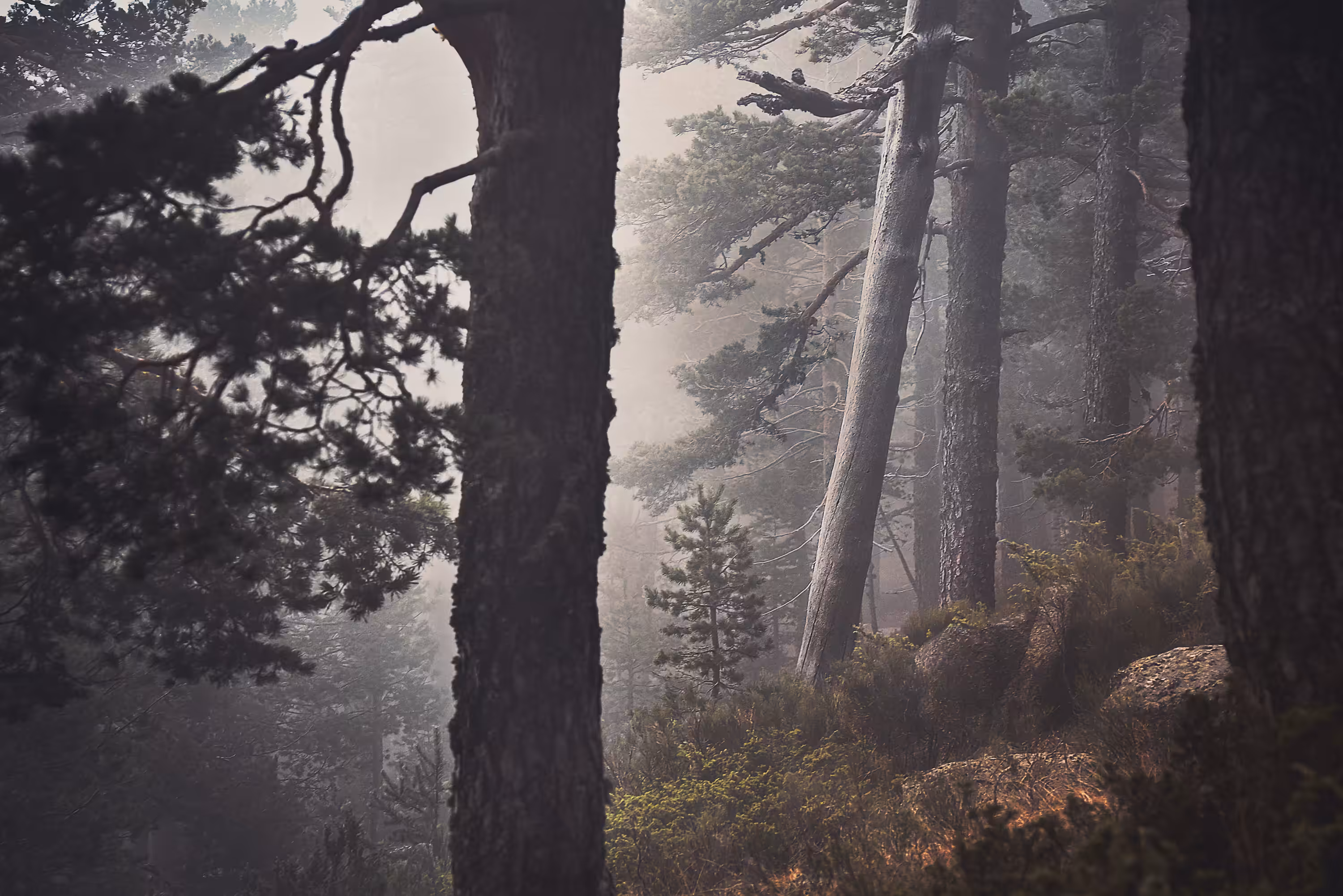 Timber