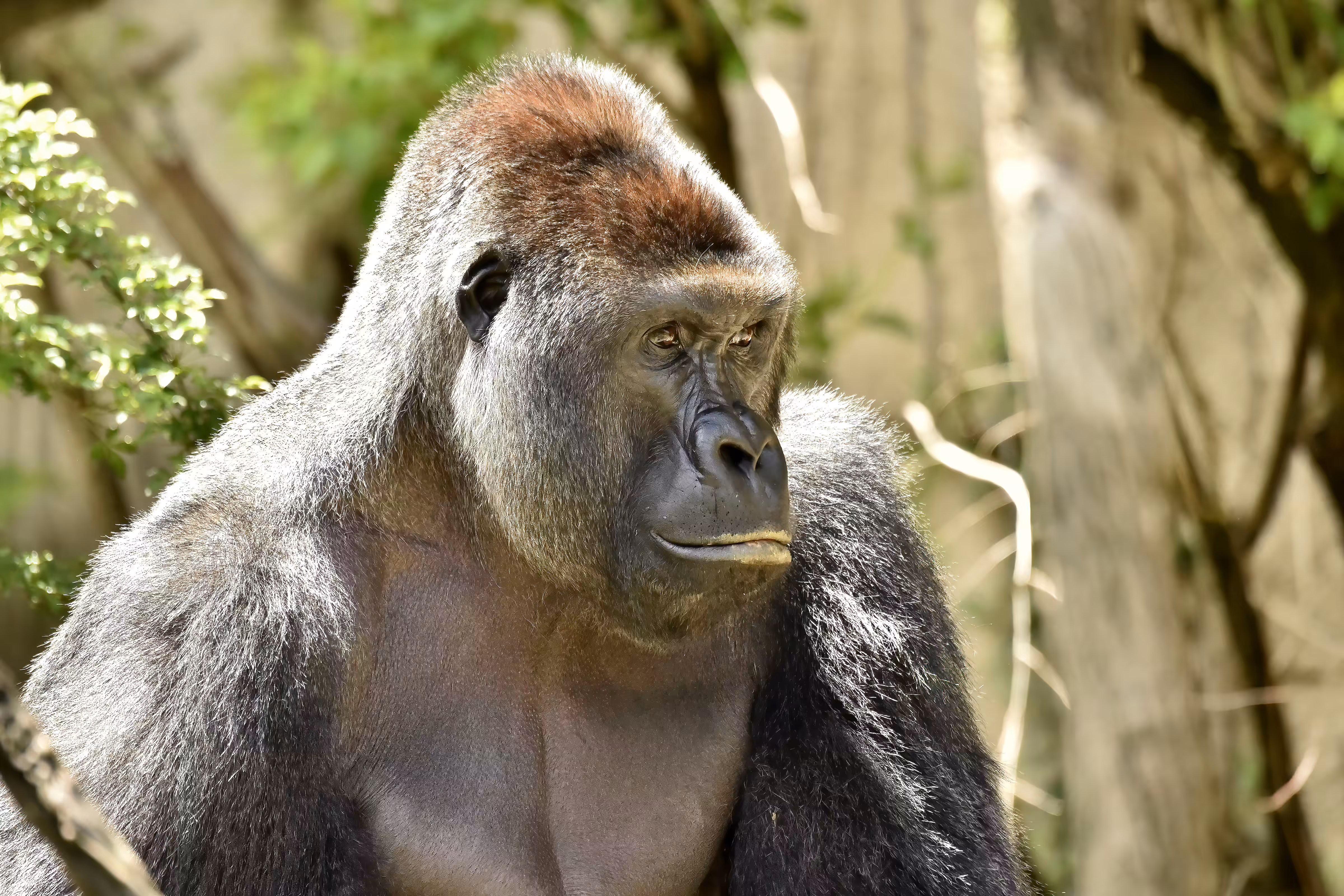 HARAMBE: LEGENDS #159