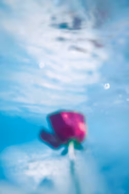 Underwater Rose
