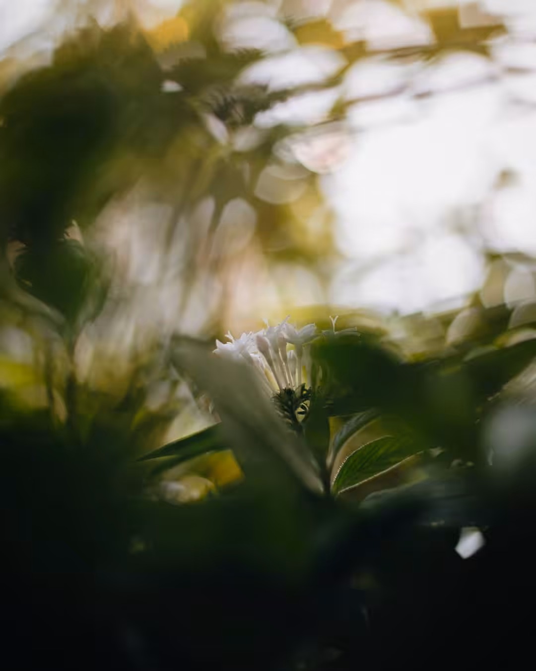 bloom #03