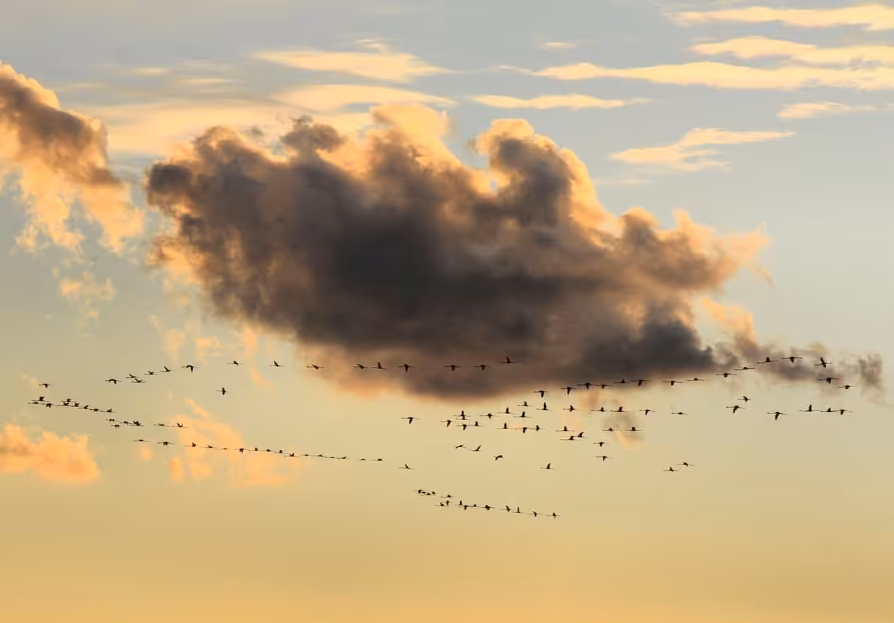 Flamingos in Sunset Clouds