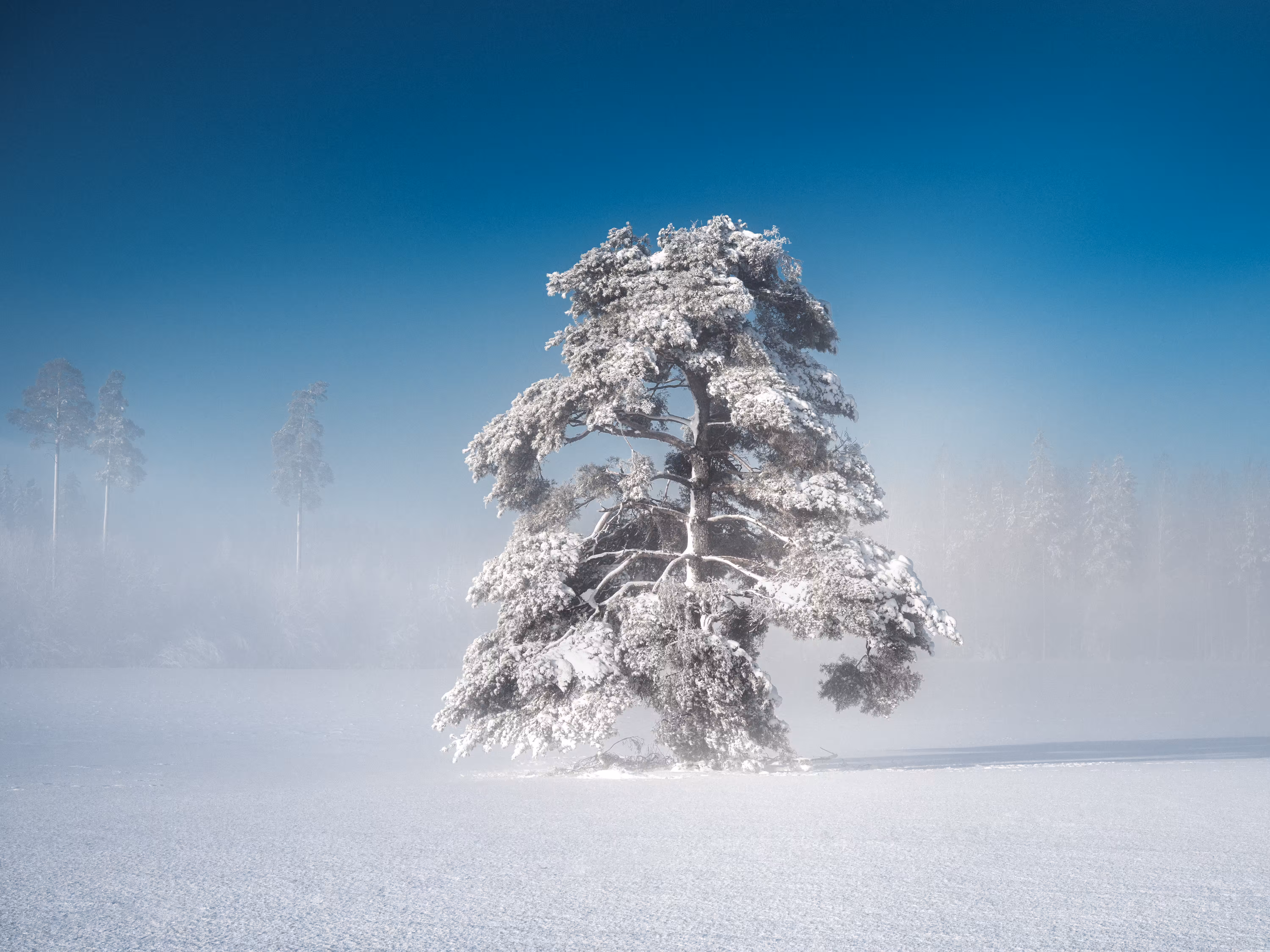 HARMONIA: Whispers of Winter