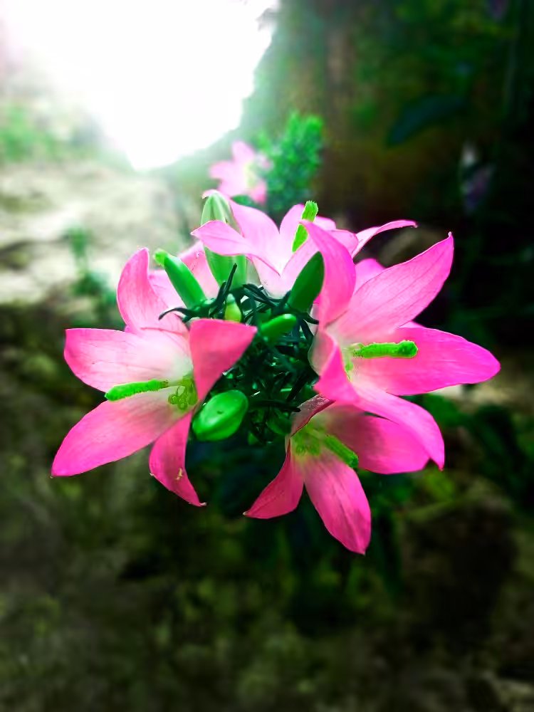 cosmic flower