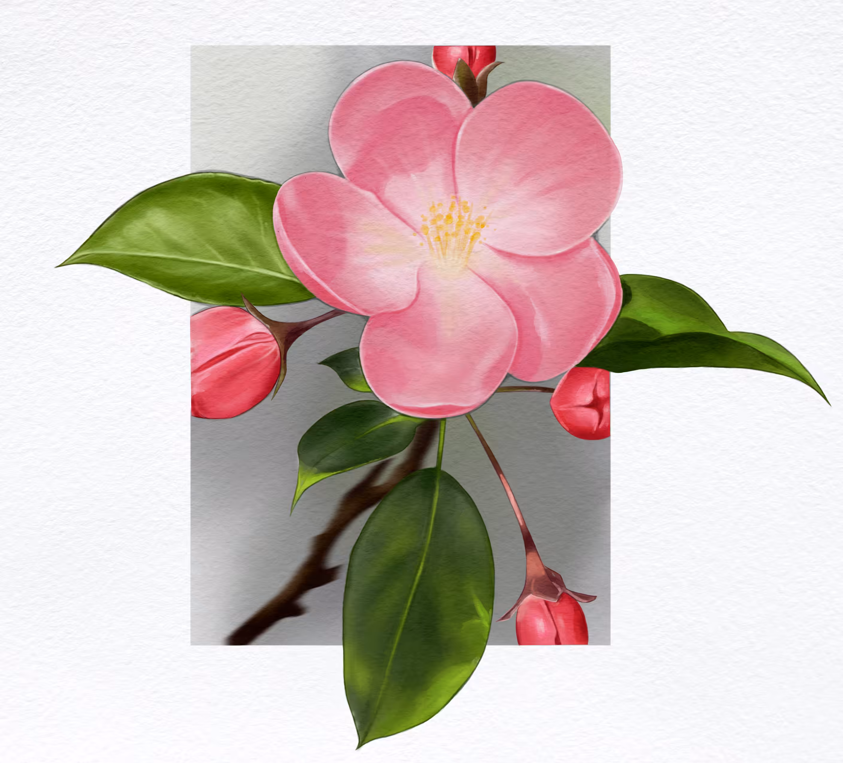 Blush Serenity