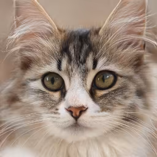 Kitty