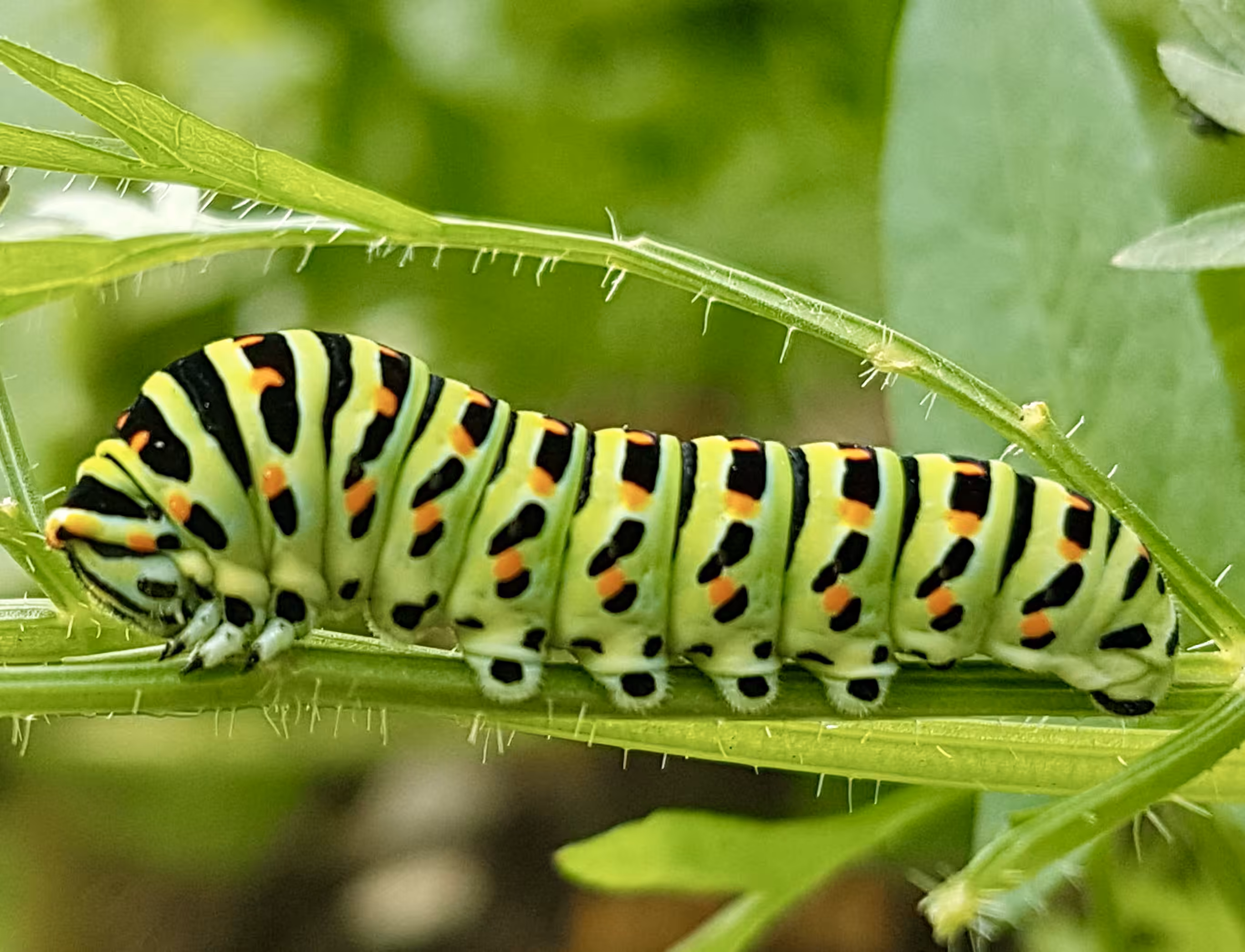Papilio machaon Caterpillar