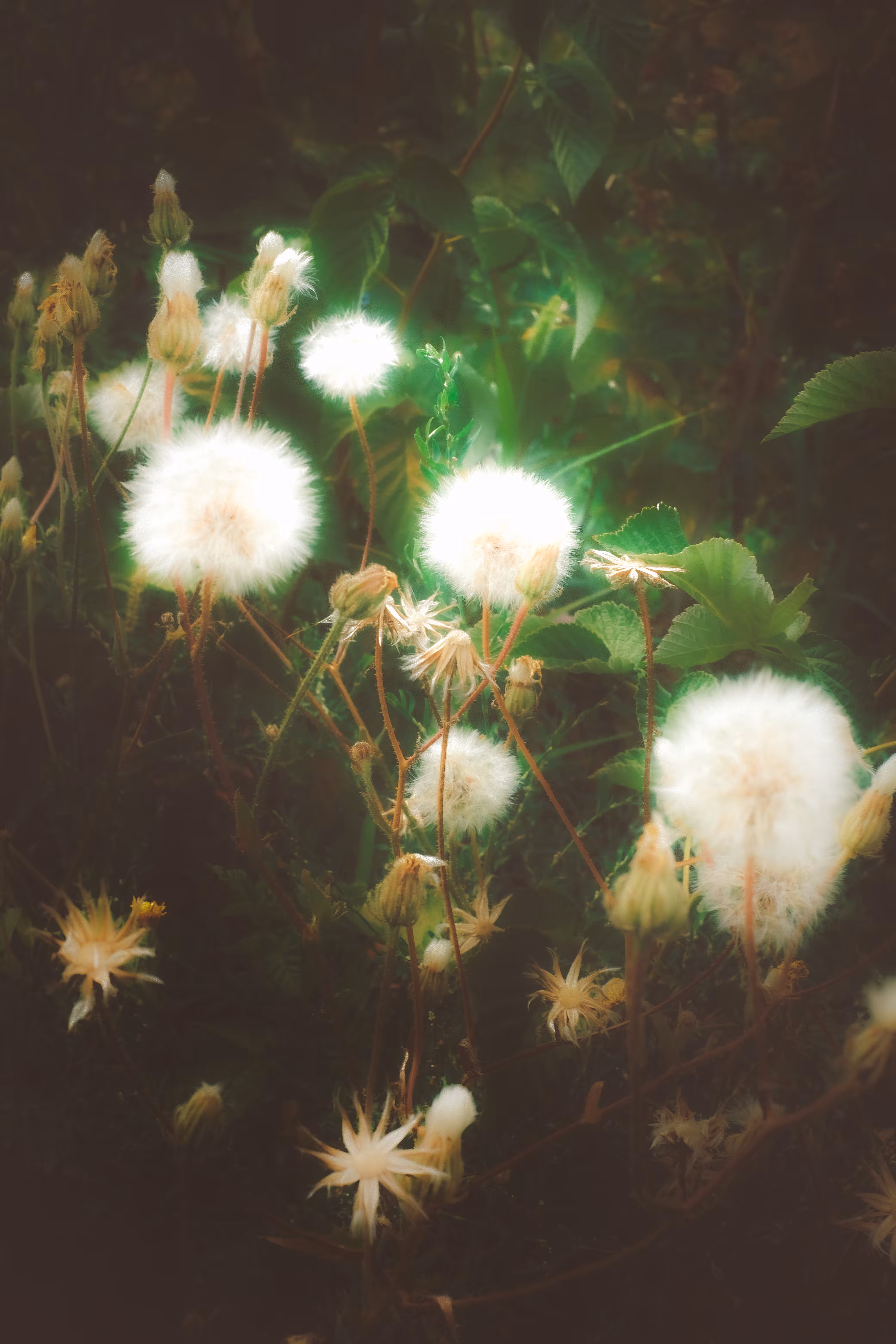 waking dream_2
