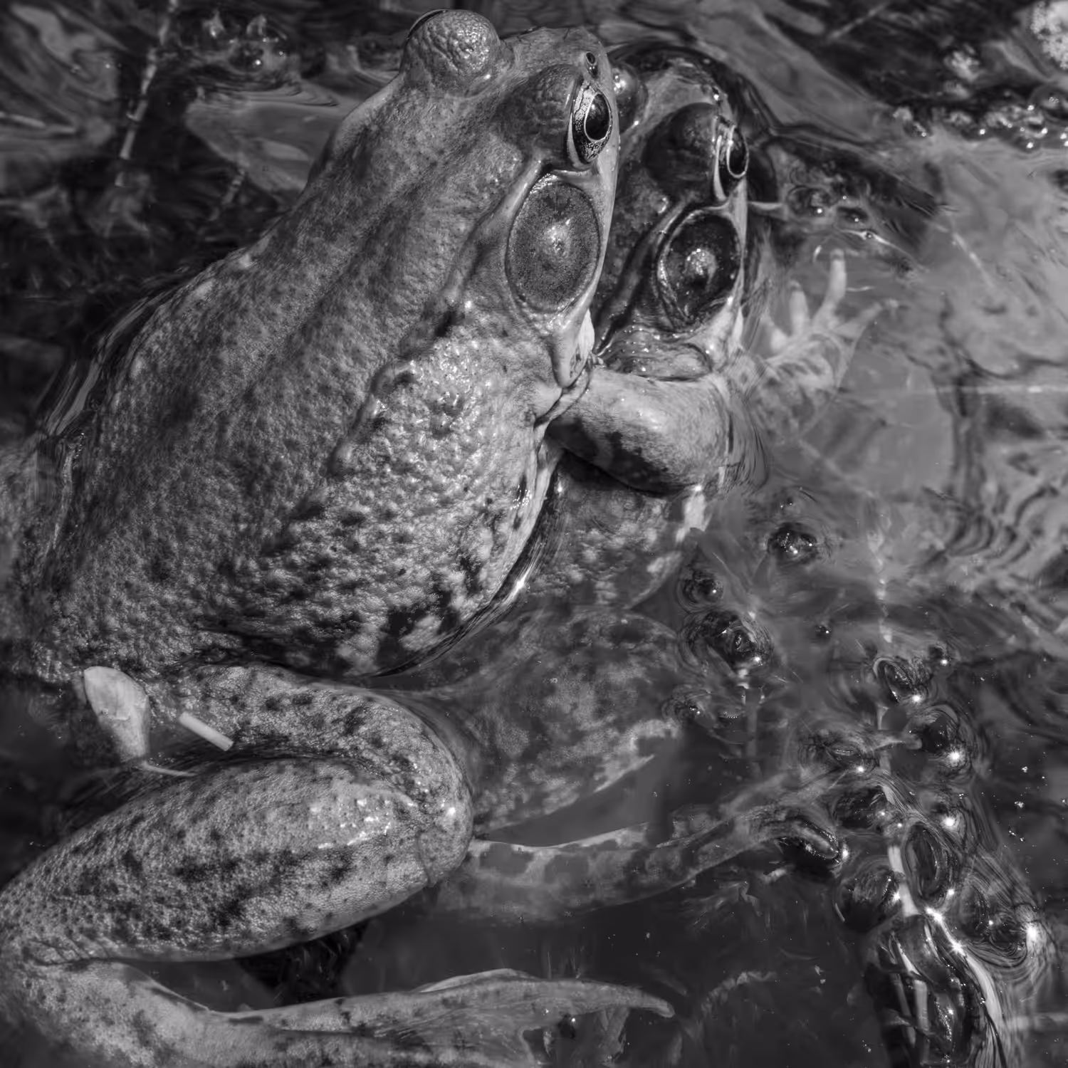 Larry Fink: Frogs, Martins Creek, PA, May 20, 2020