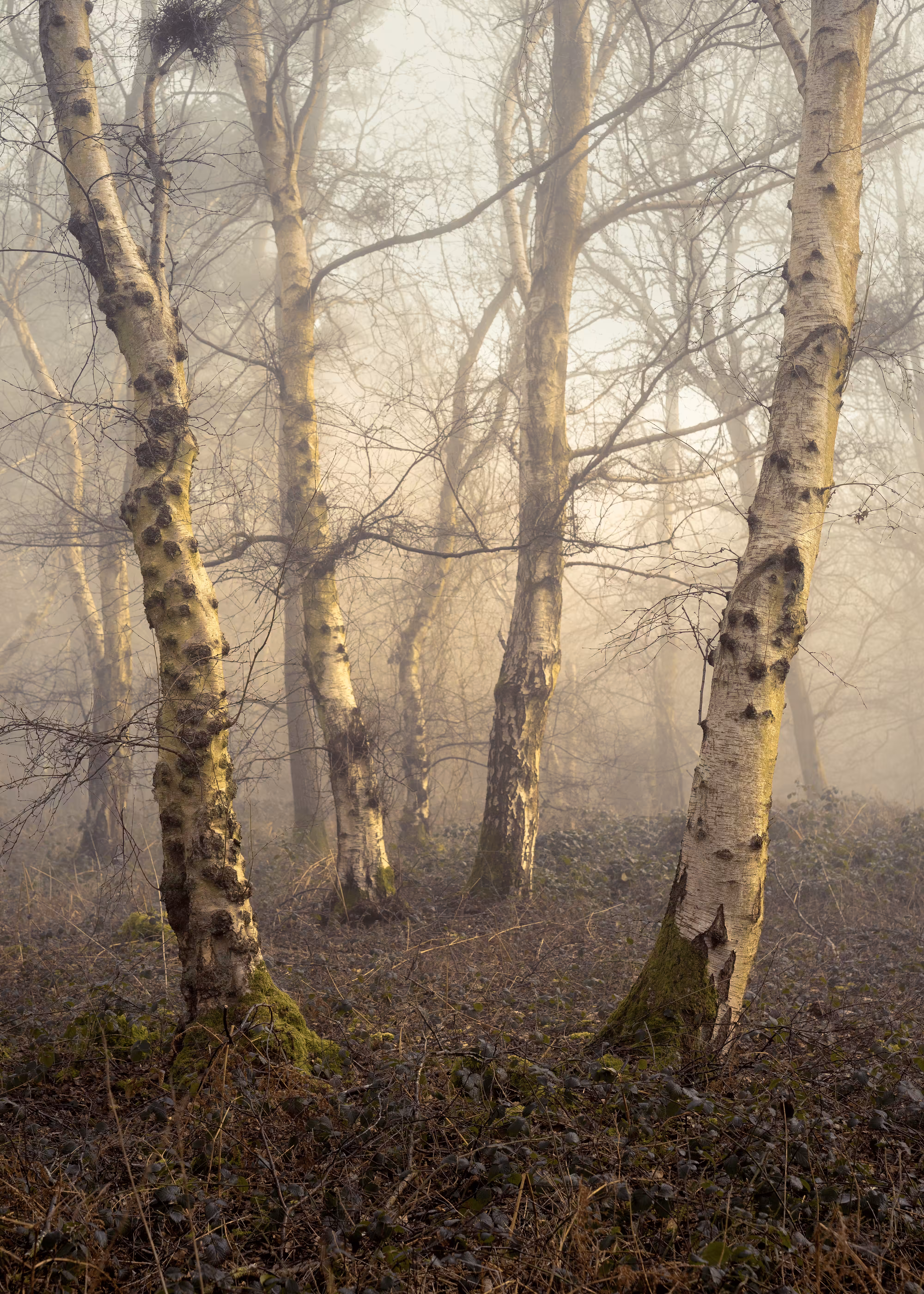 Undergrowth #8 - Struggle