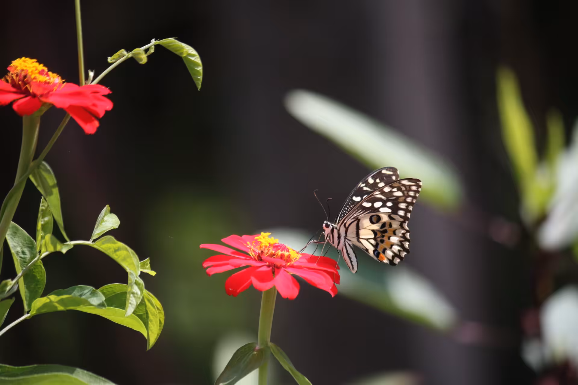 Butterfly in the garden.
