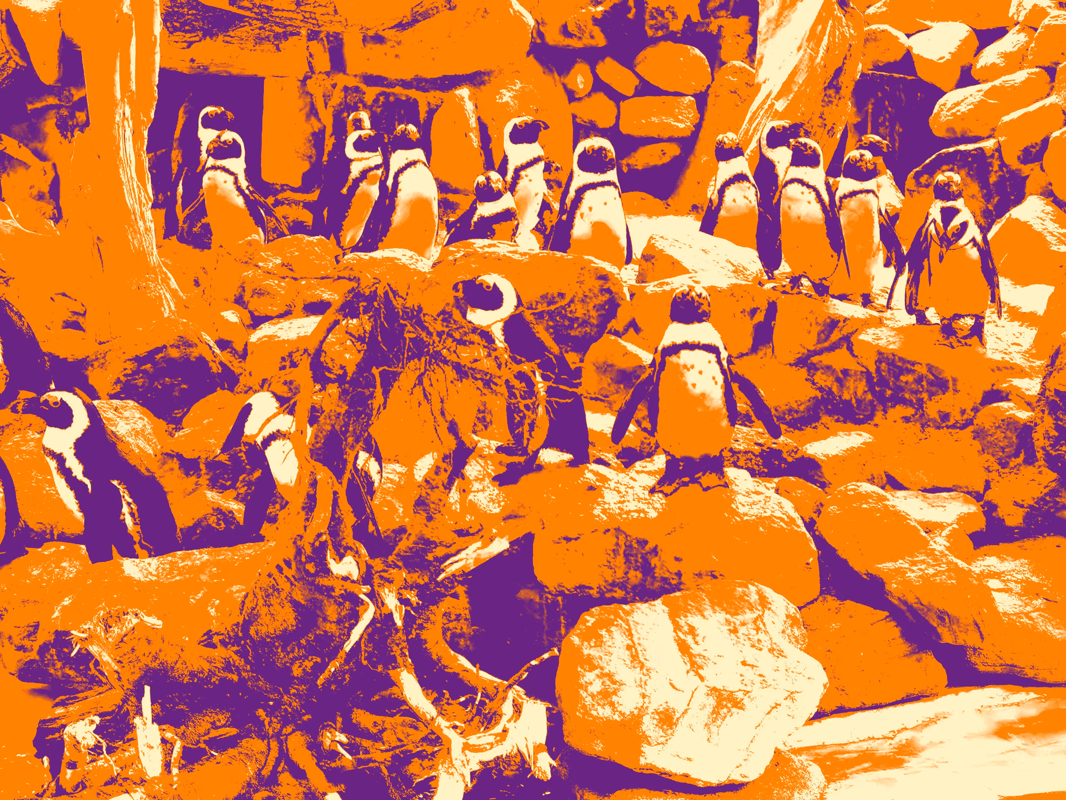 penguins