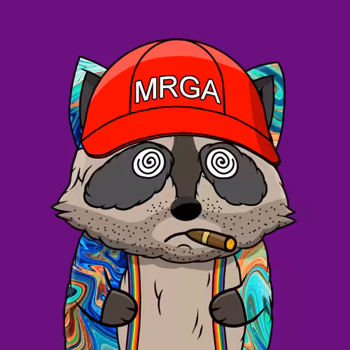 Raccoon #497