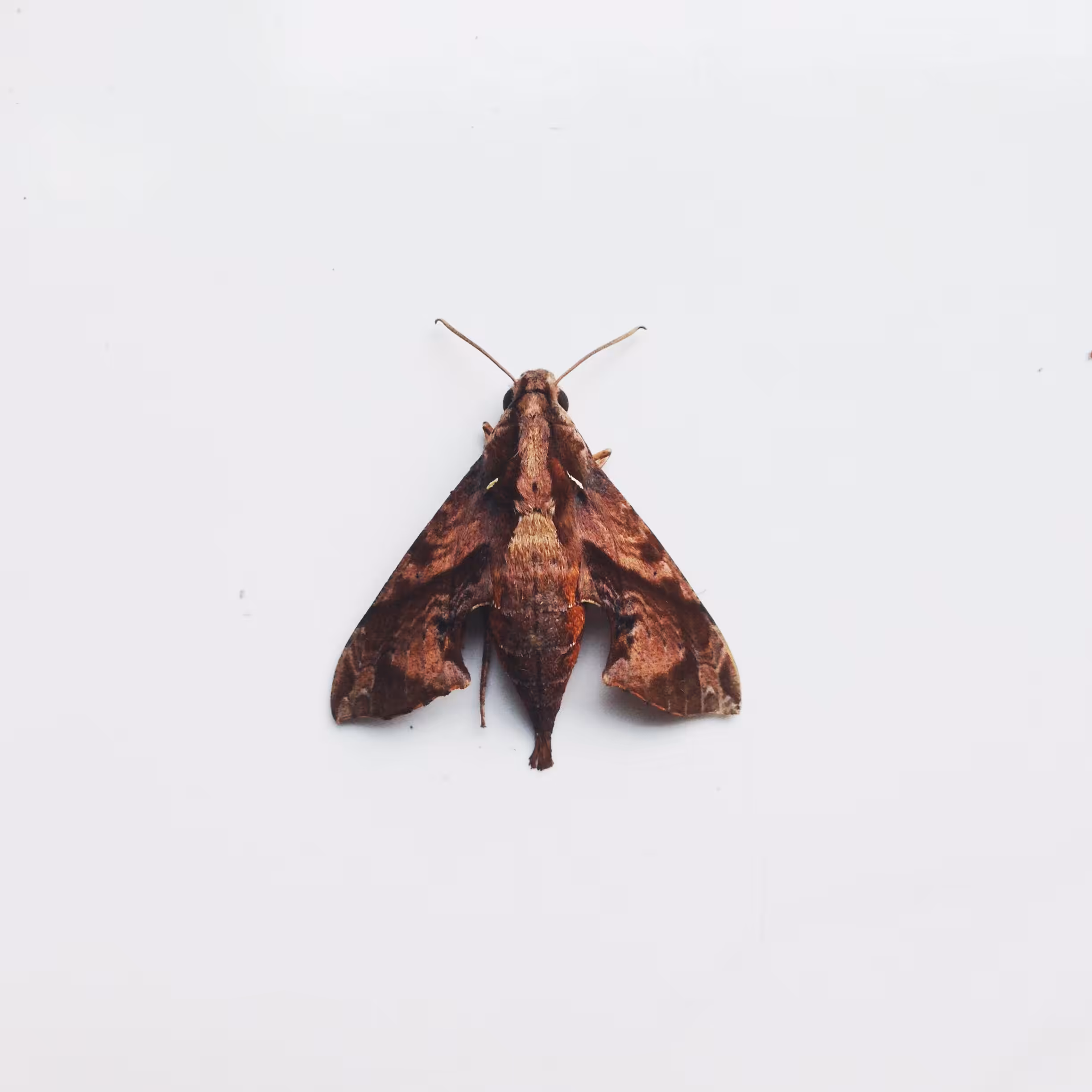 Moth 2