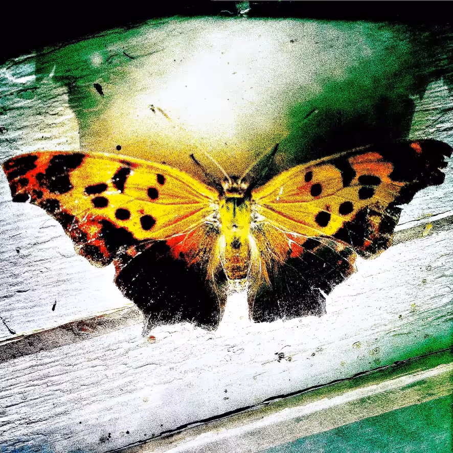 Butterfly