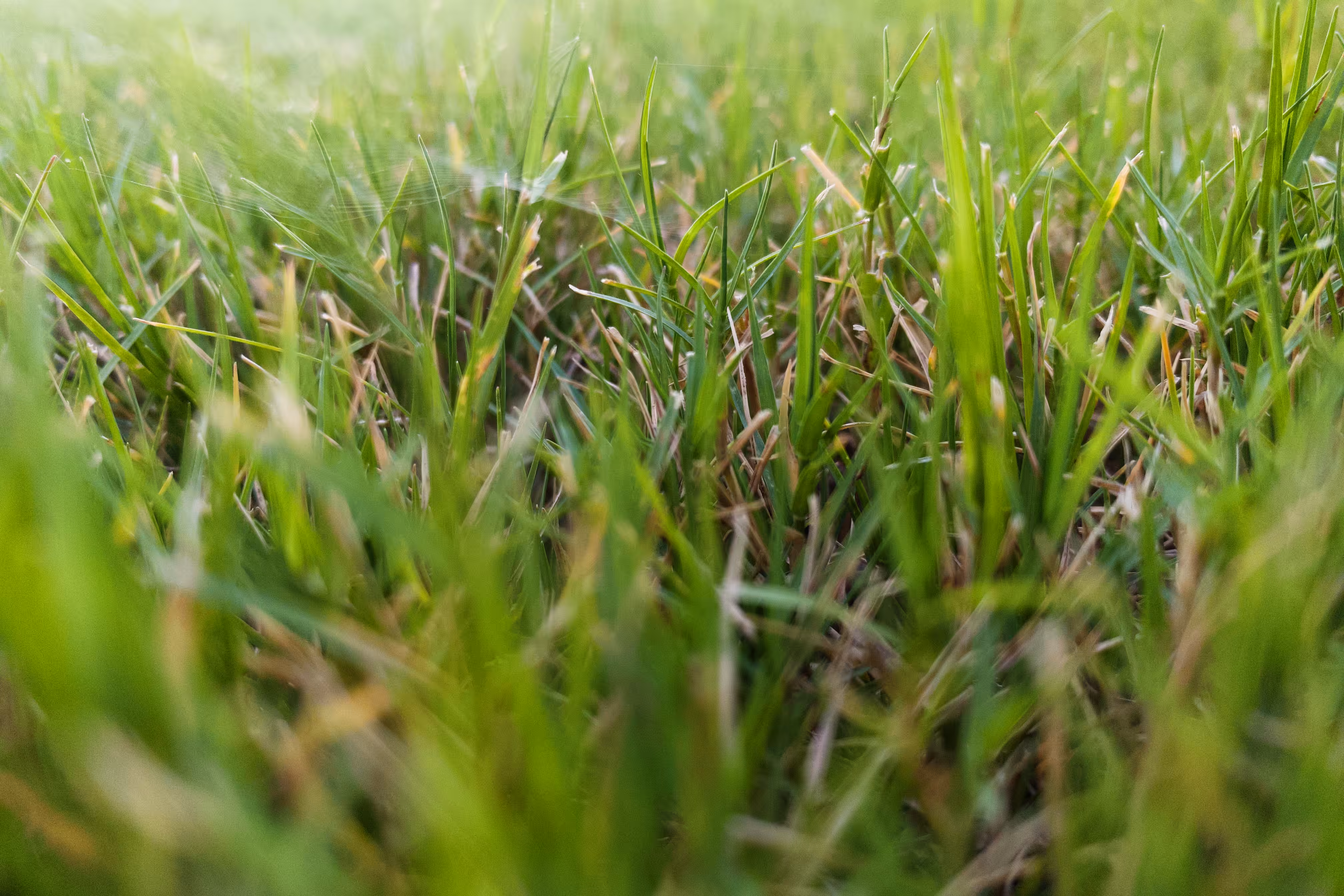 Touch the grass
