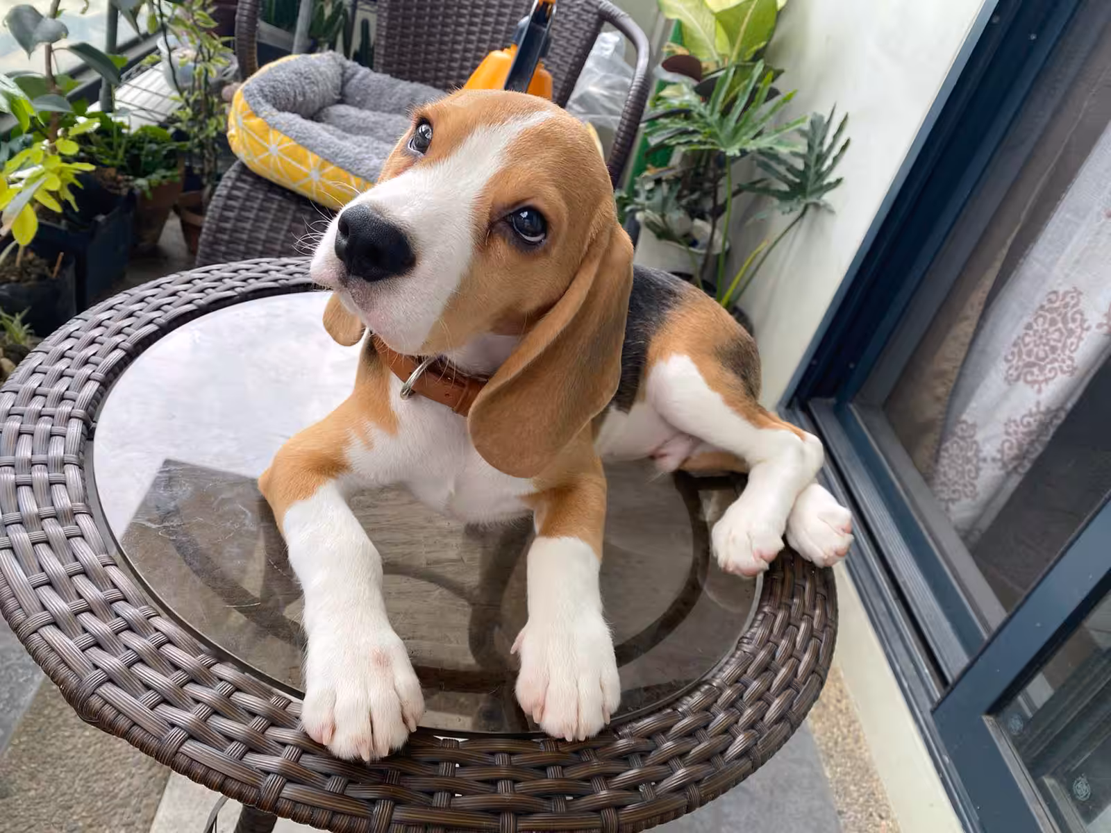 Dog named Joey #1 = Pose