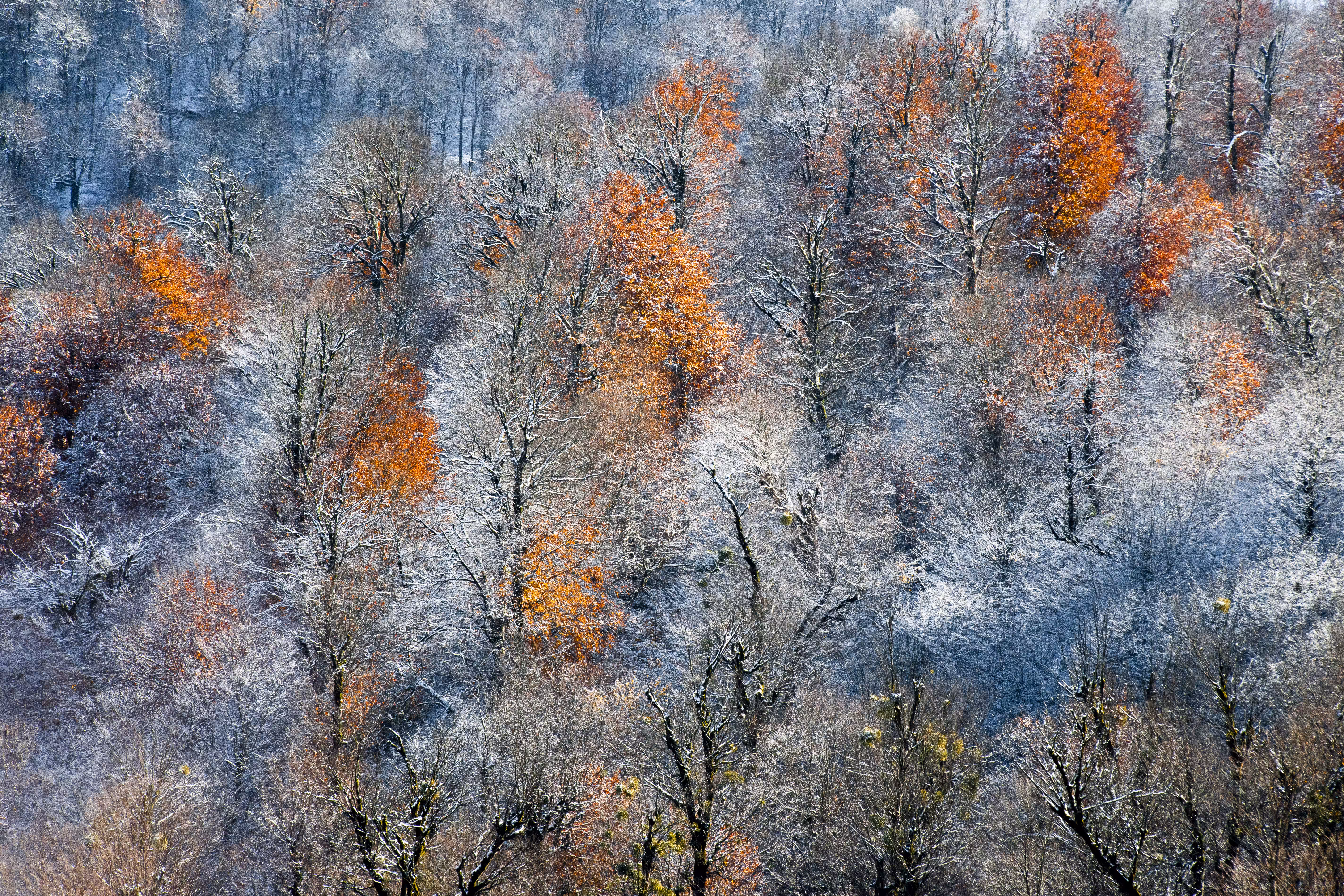 Fall