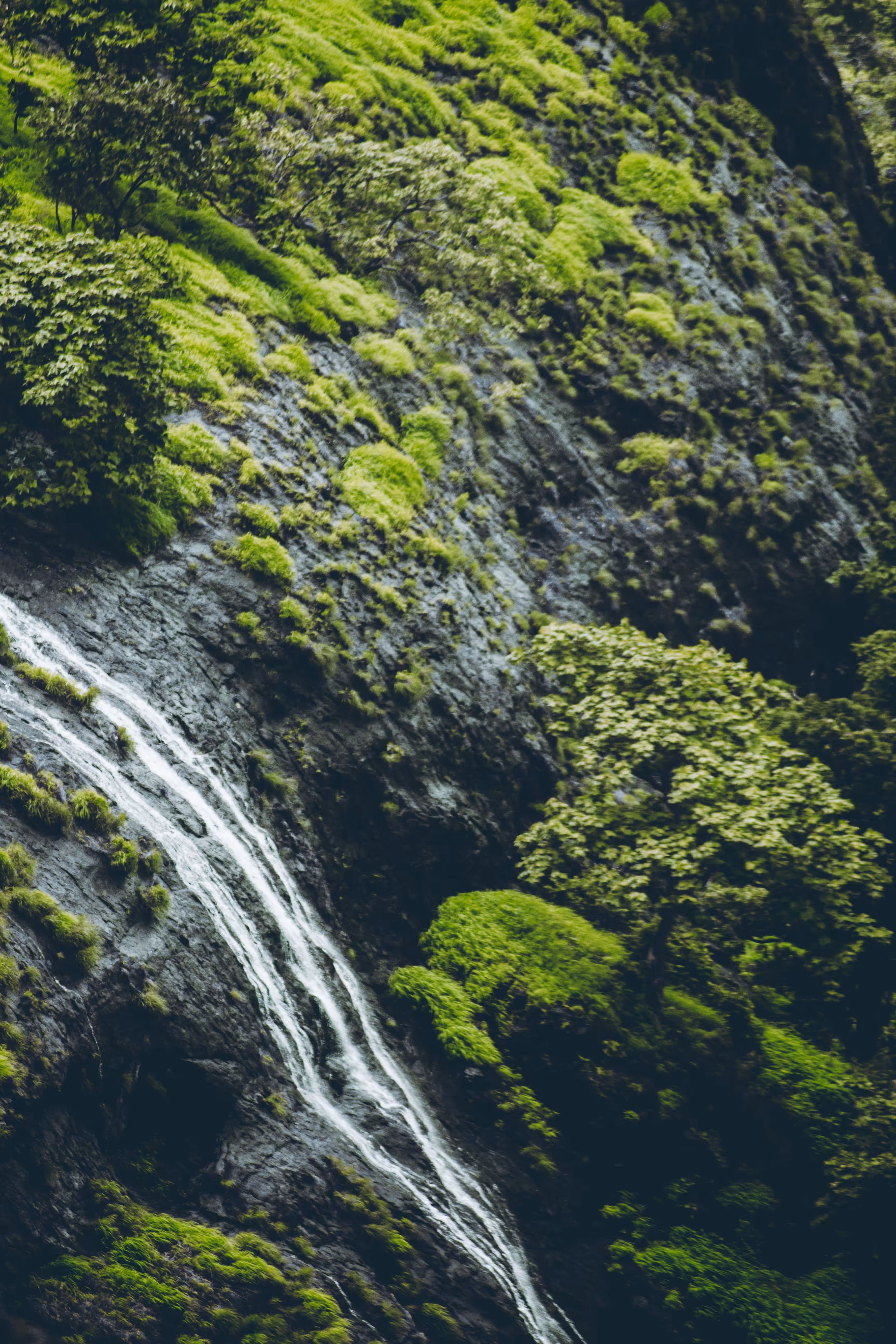 Flow of Life