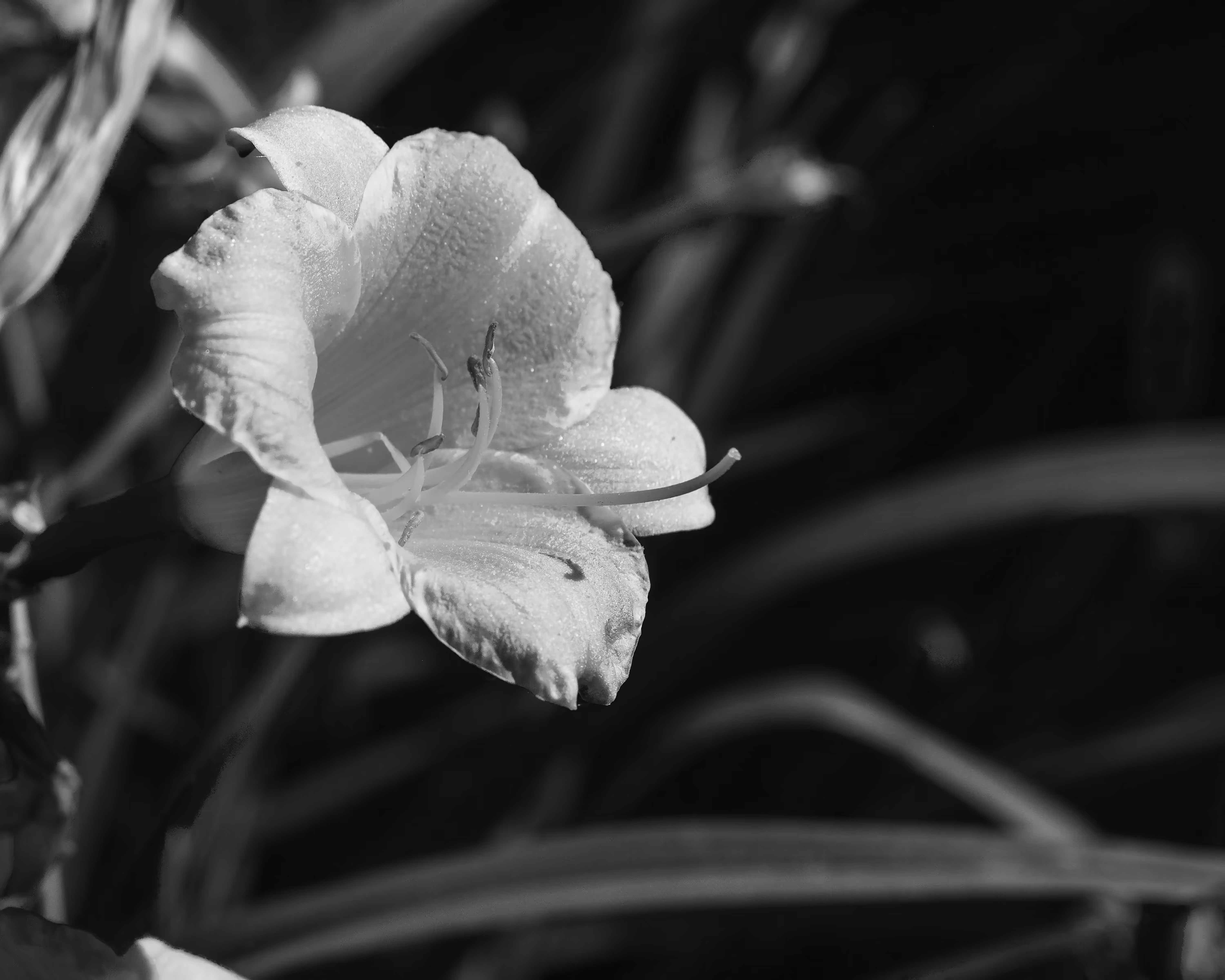Summer Flowers