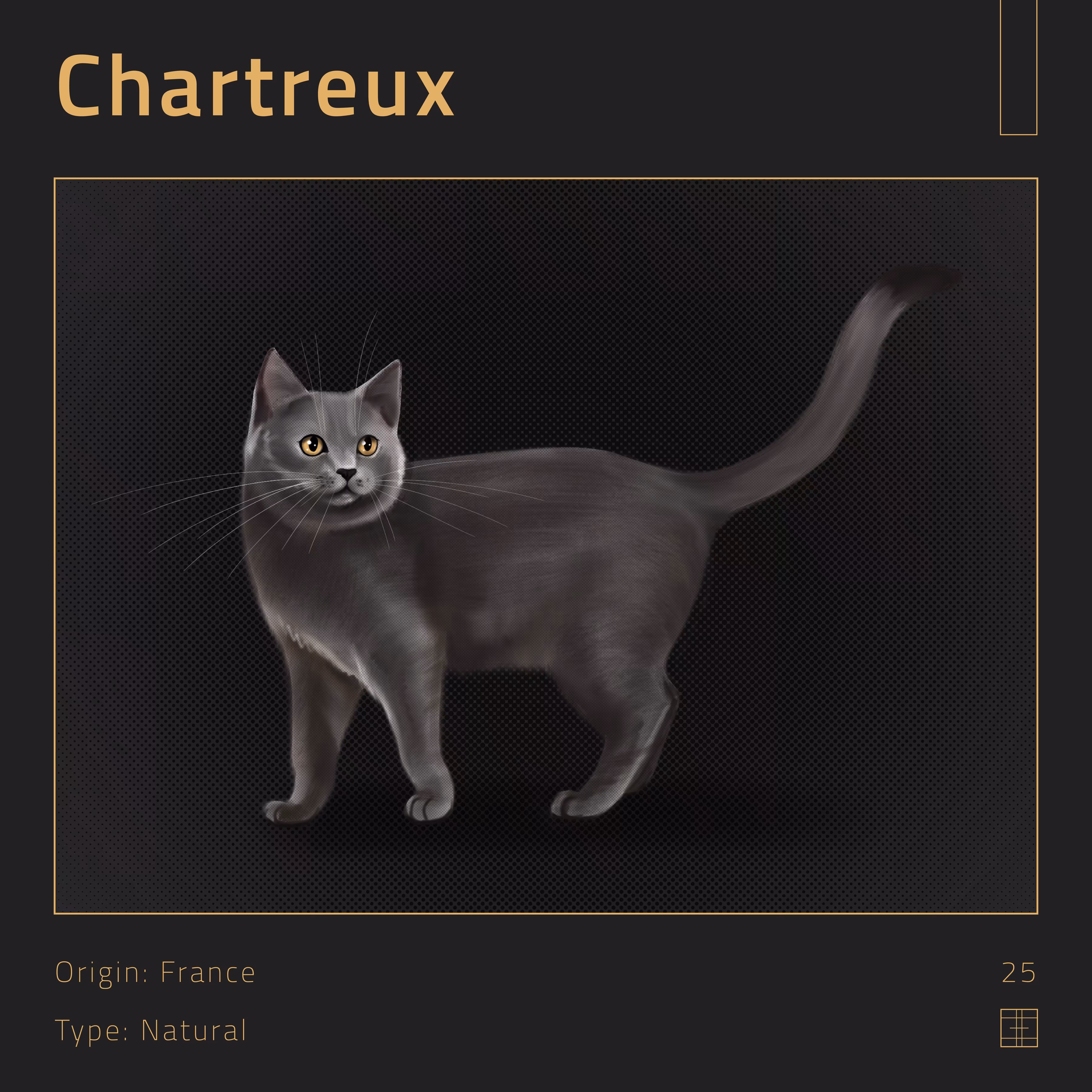 25 – Chartreux cat