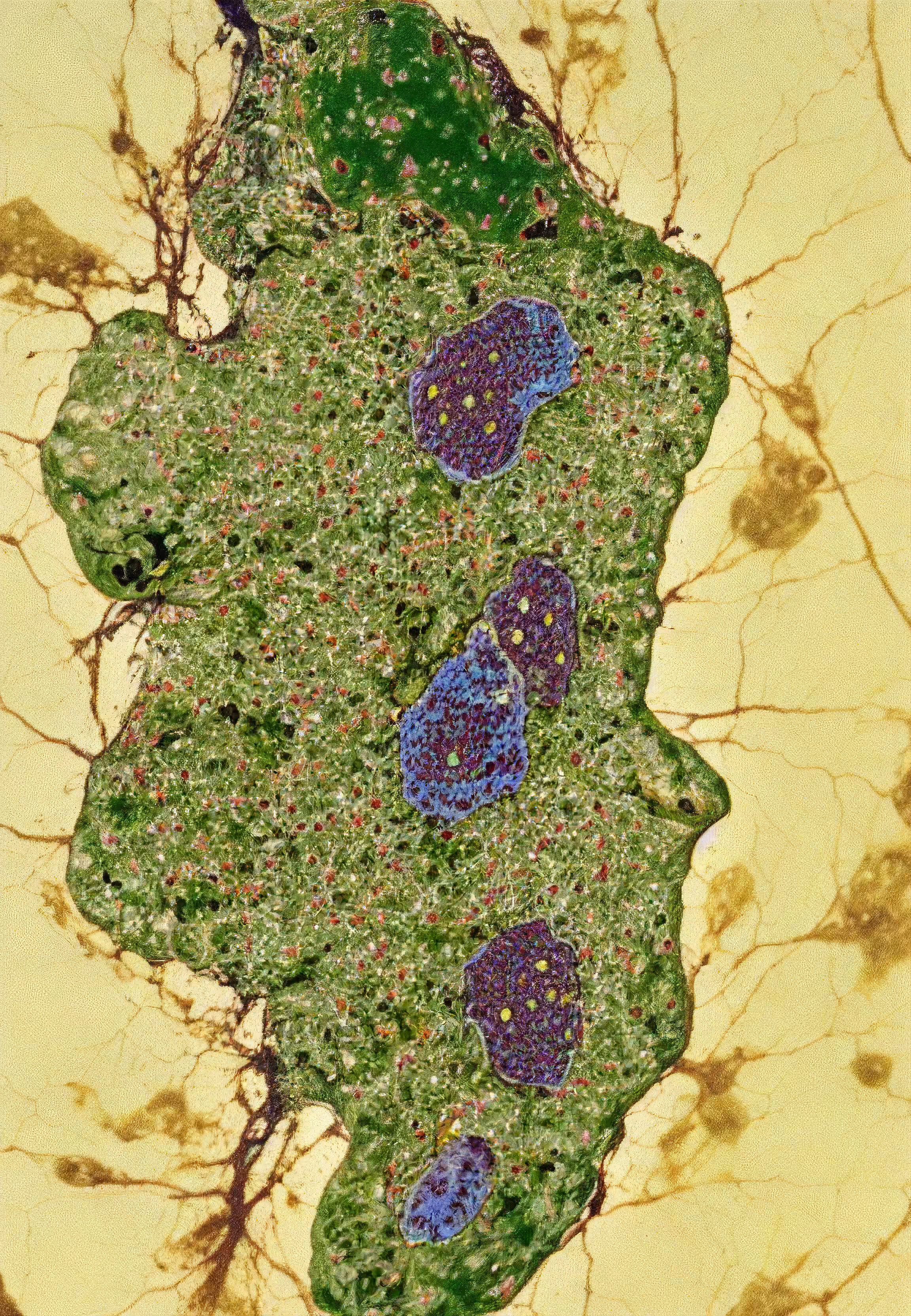 Histologia In Silico #95
