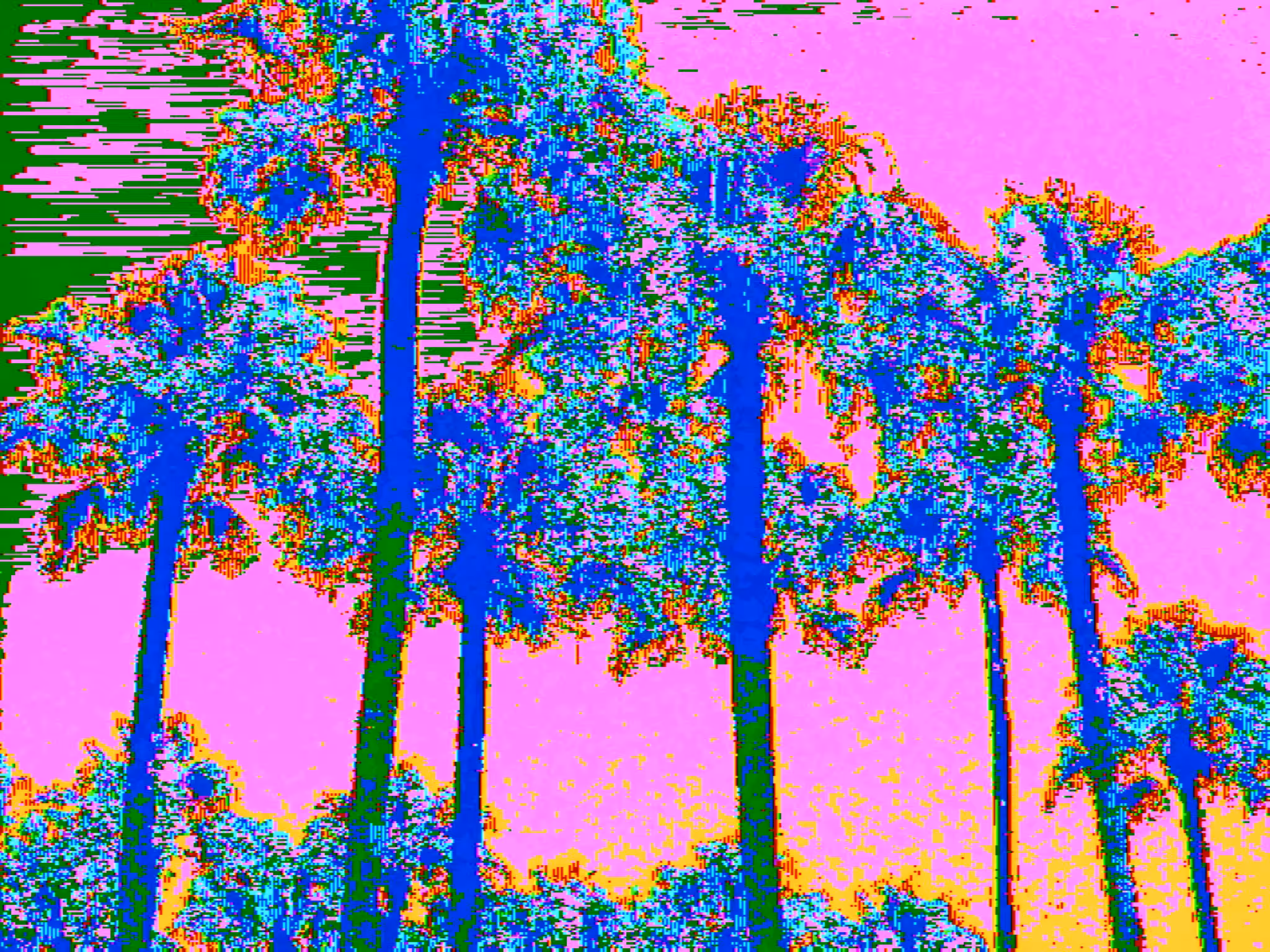Blue Palm Trees on Pink Sky - Los Angeles Union Station