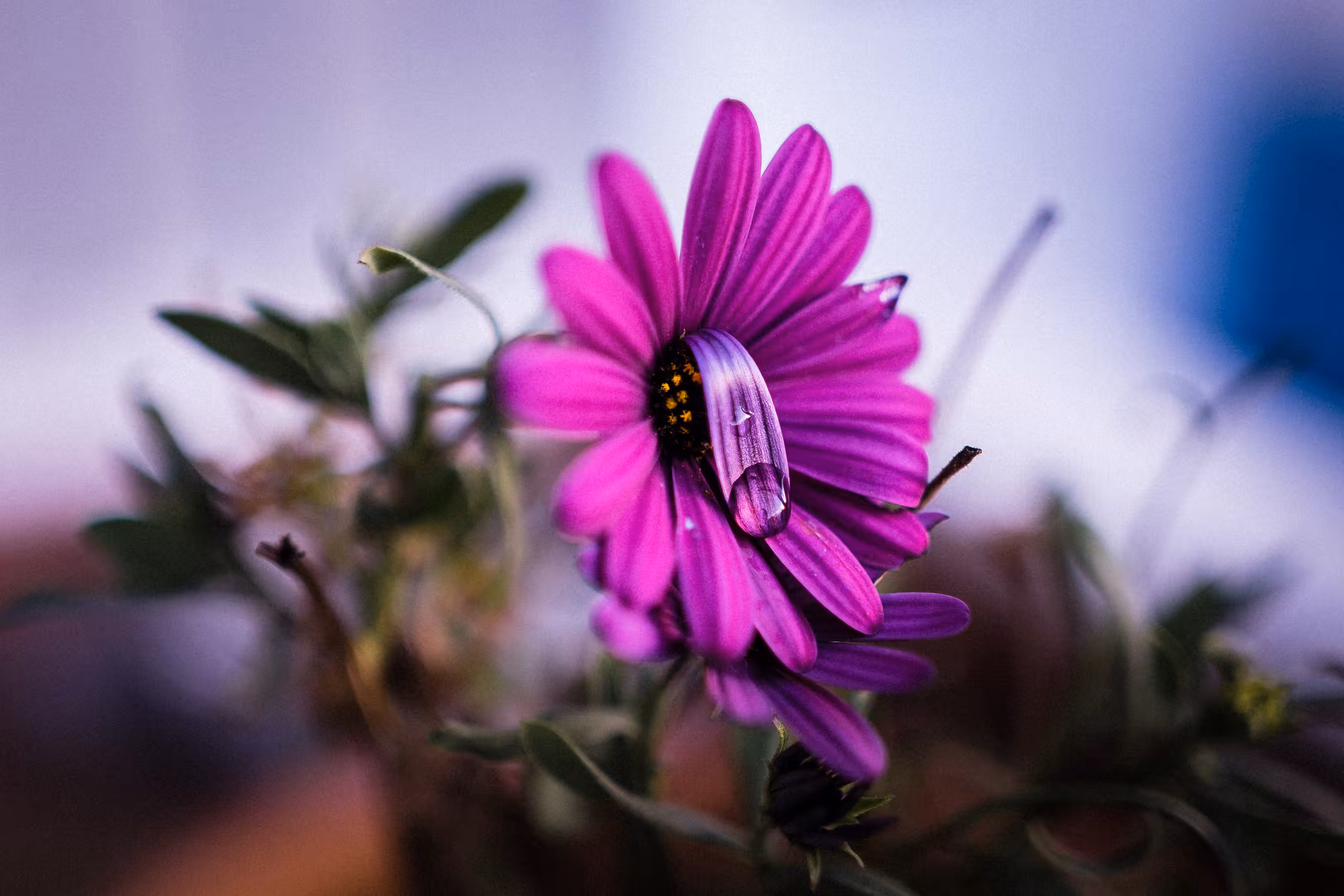 Bloom & Wither