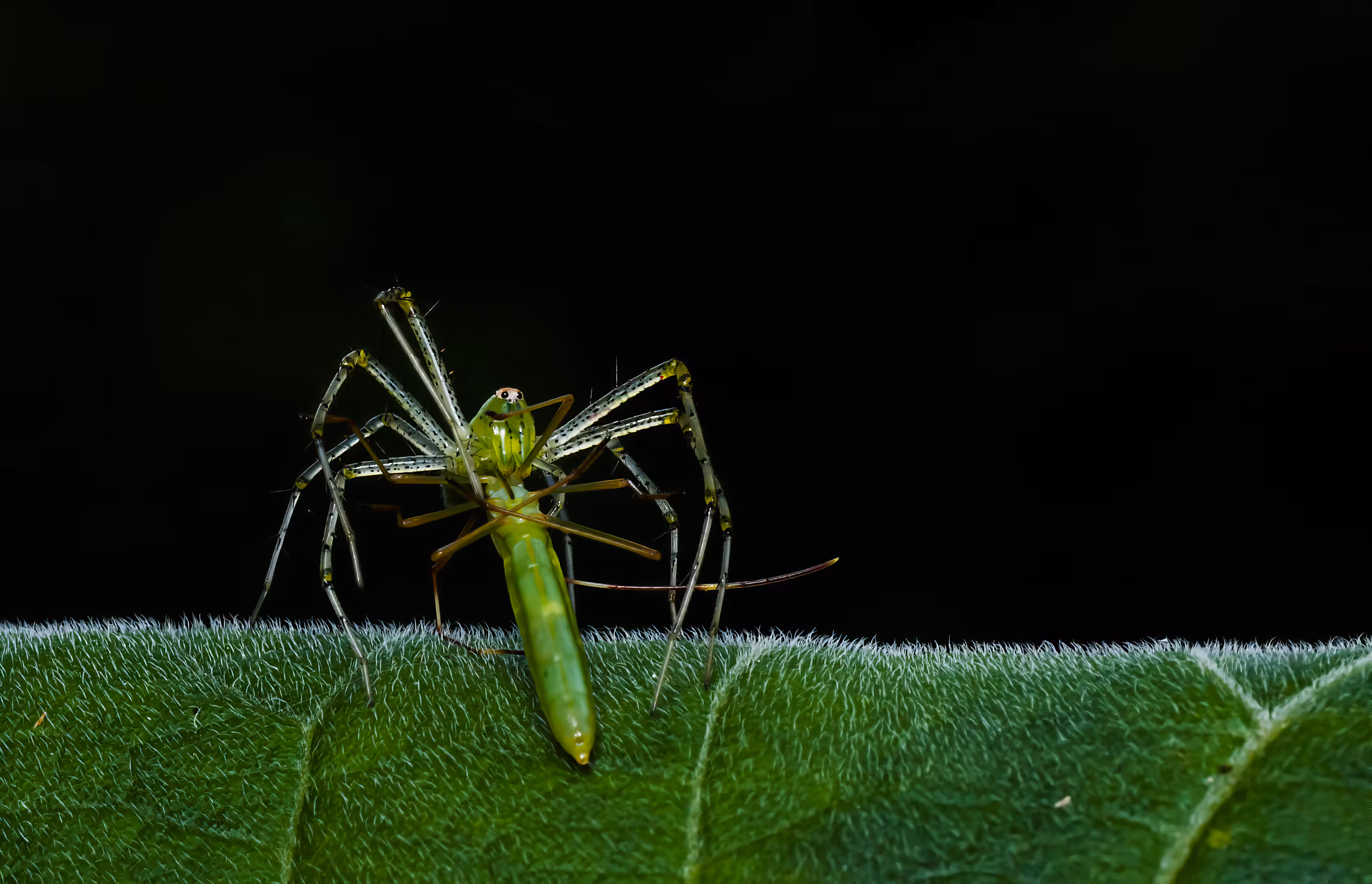 Green Lynx Spider